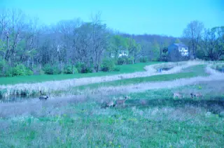 Whitetail Deer in Geneseo New York