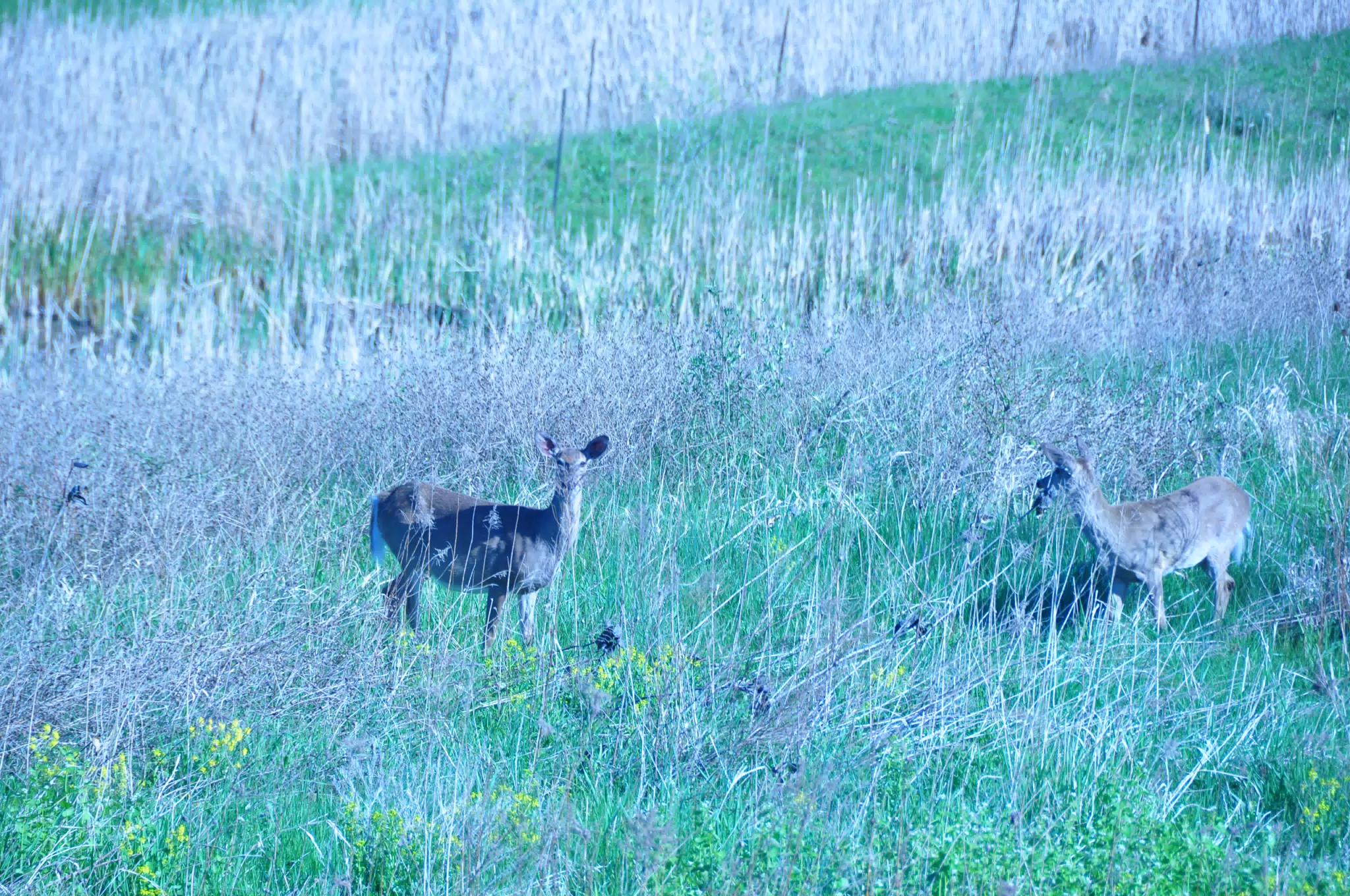 Whitetail Deer in Geneseo New York