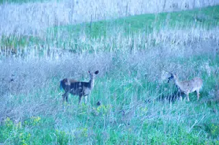 Whitetail Deer in Geneseo New York