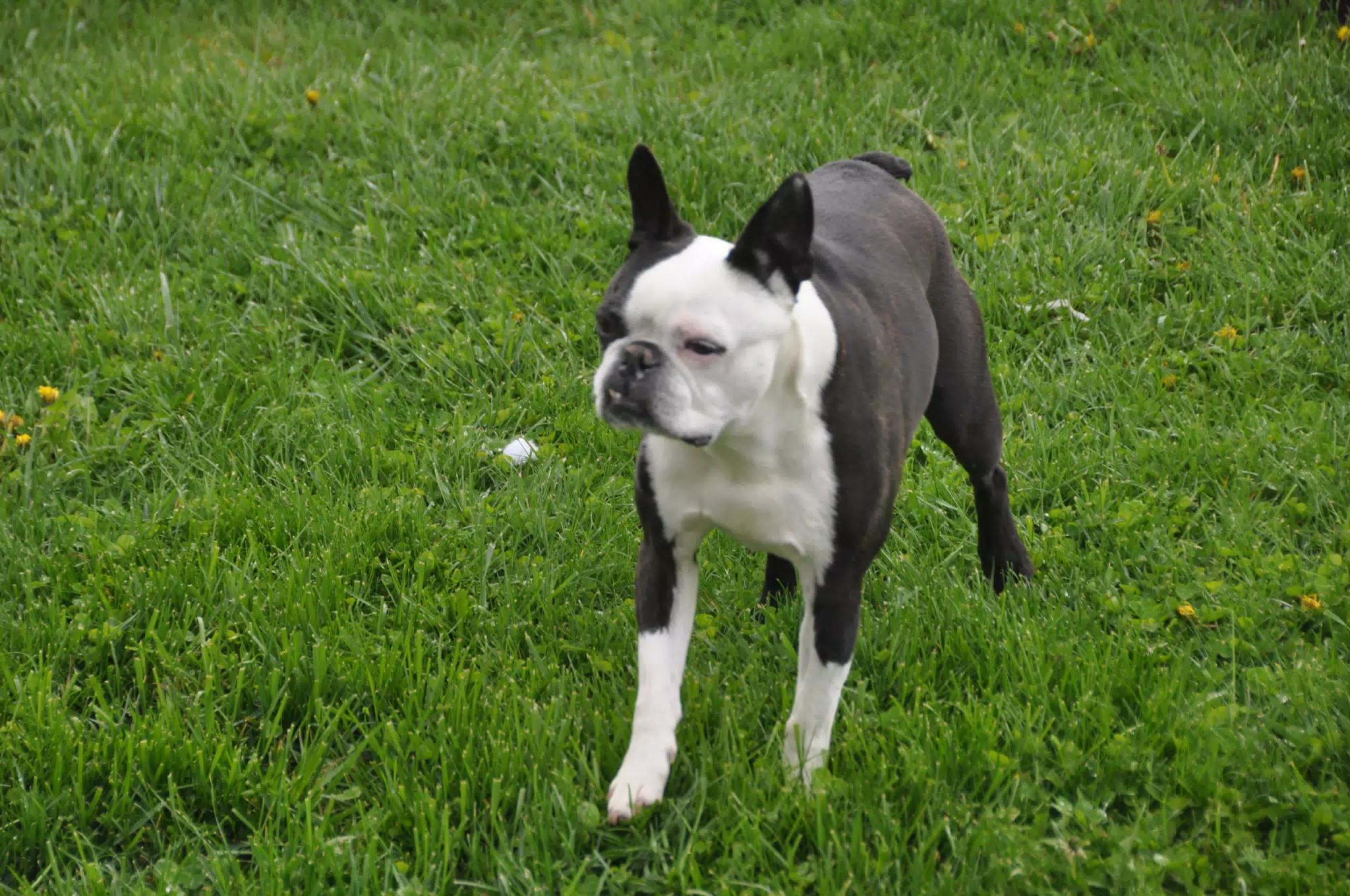 Truman in the Back Yard