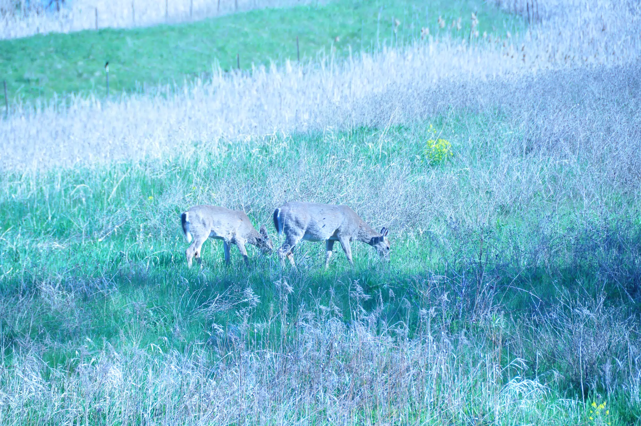 Whitetail Deer in Geneseo New York