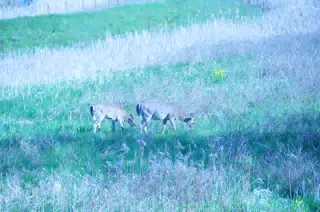 Whitetail Deer in Geneseo New York
