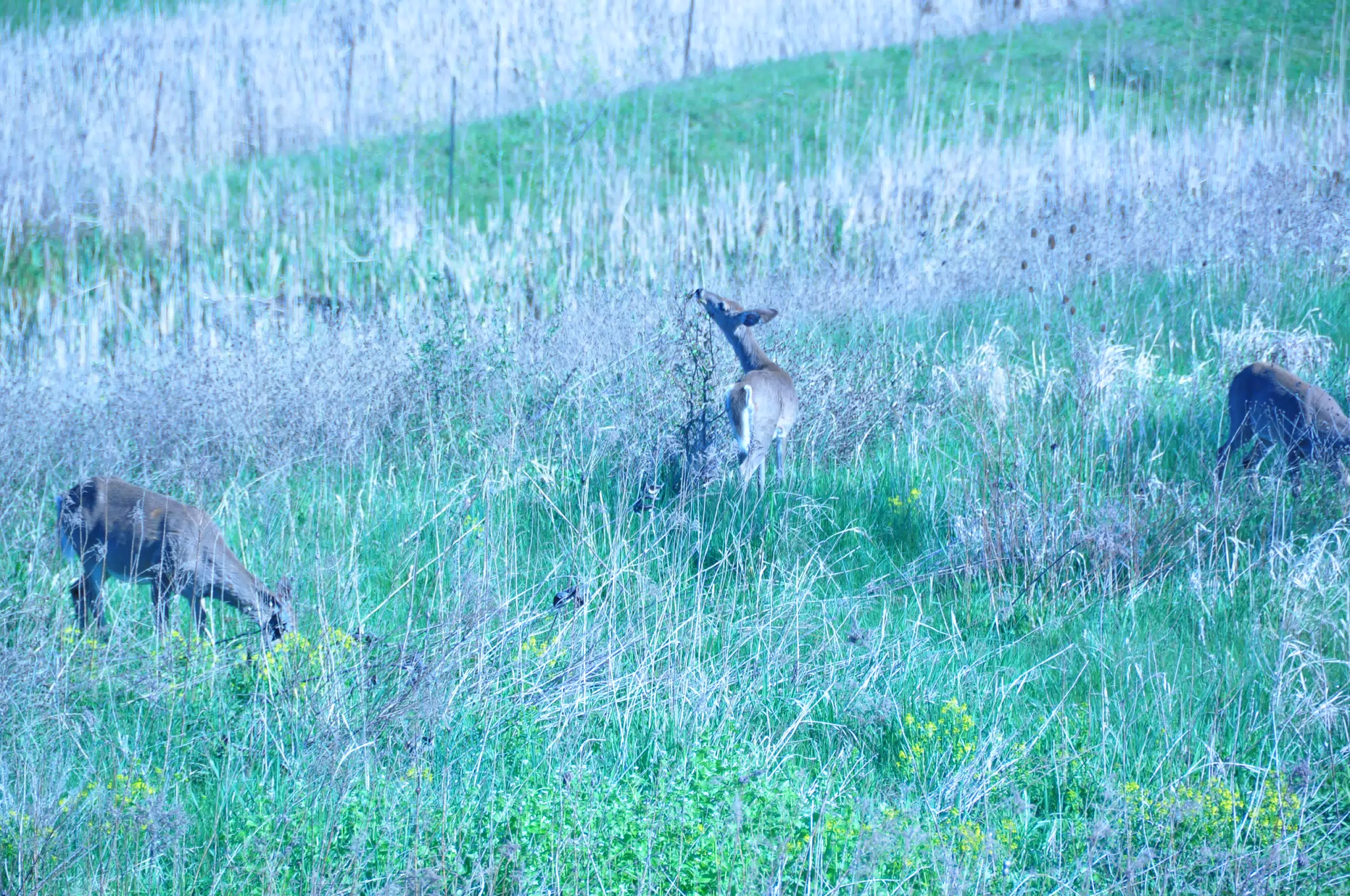 Whitetail Deer in Geneseo New York