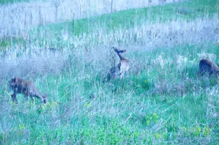 Whitetail Deer in Geneseo New York