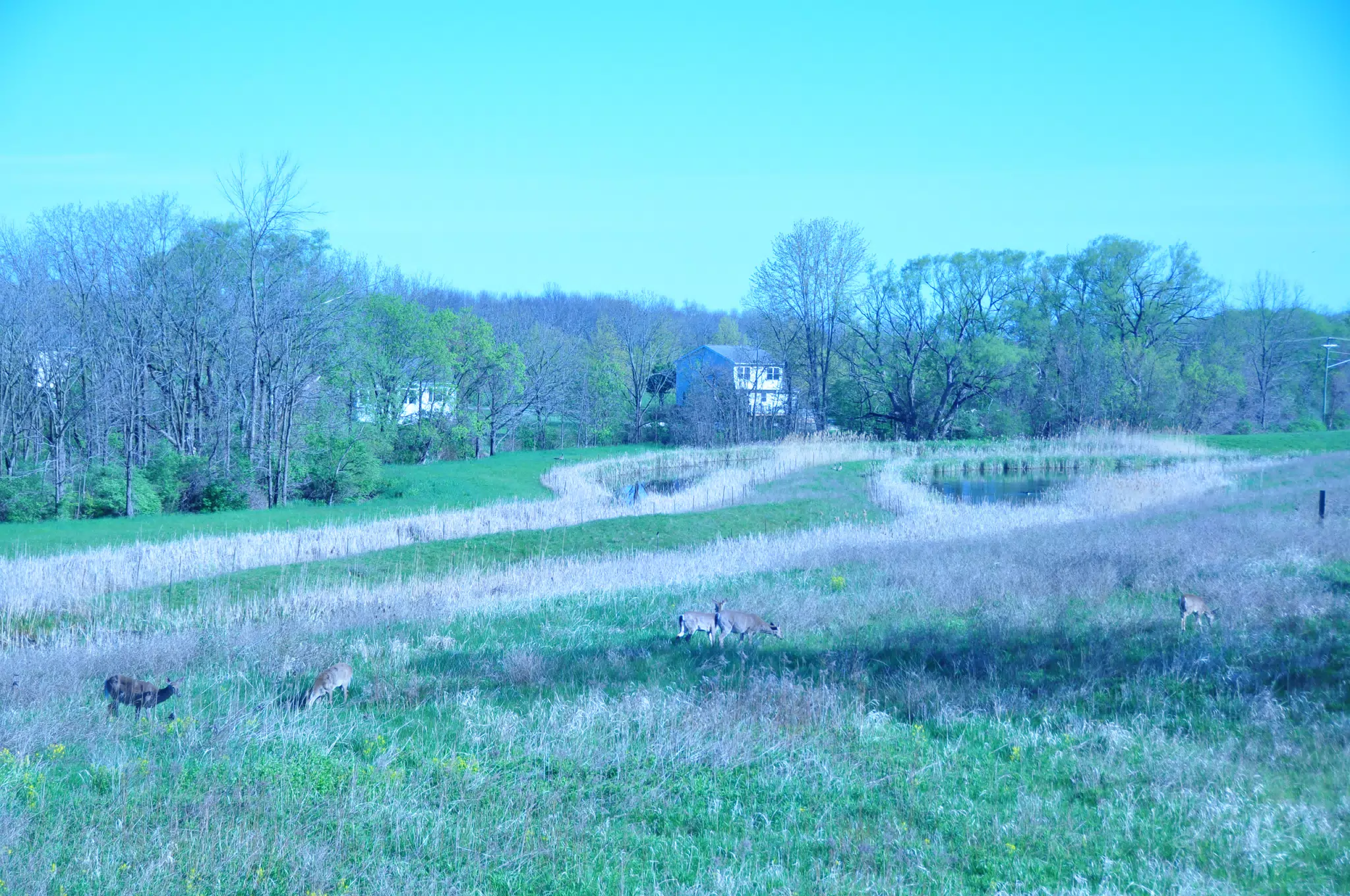 Whitetail Deer in Geneseo New York