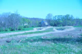 Whitetail Deer in Geneseo New York