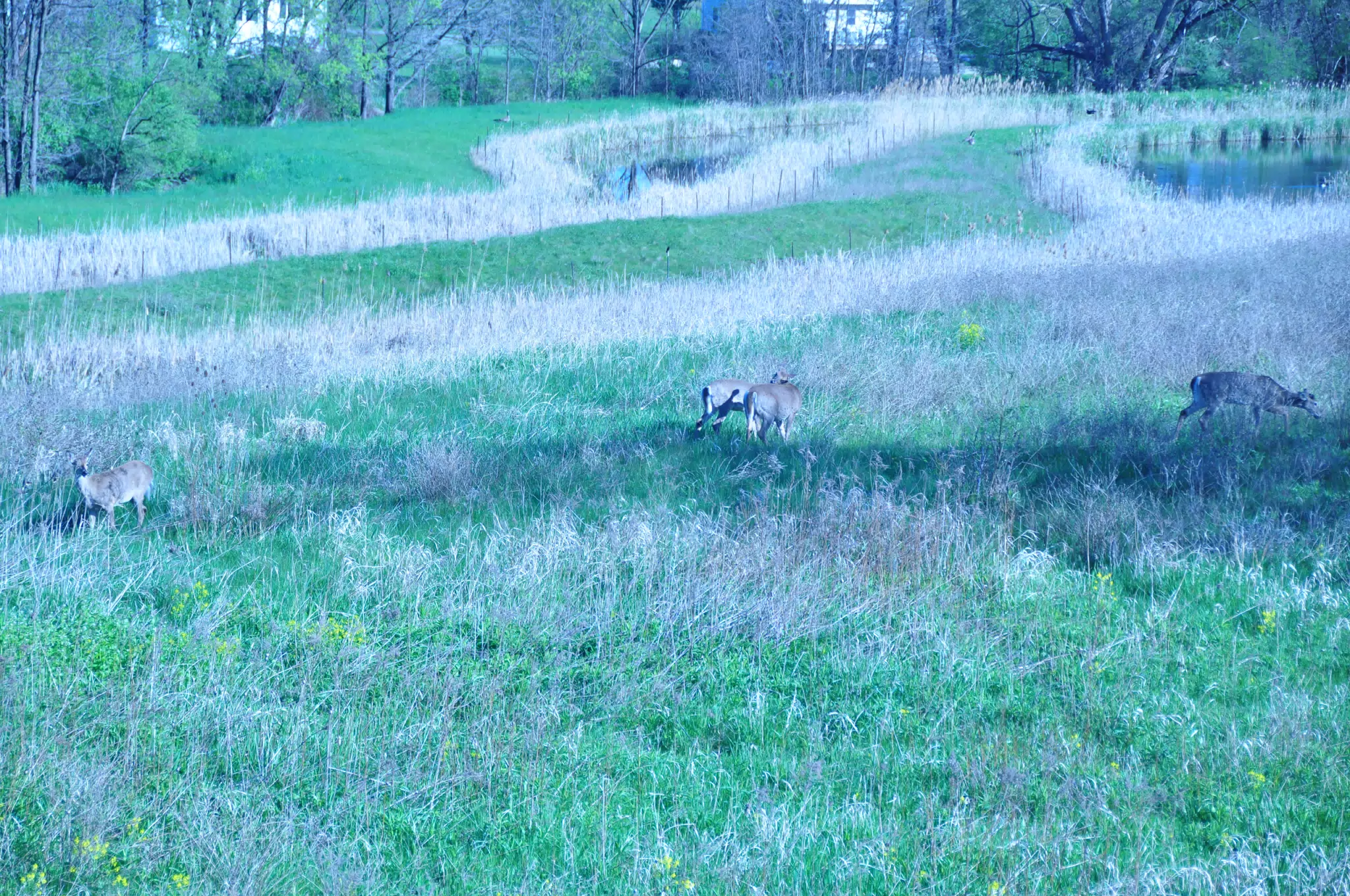Whitetail Deer in Geneseo New York