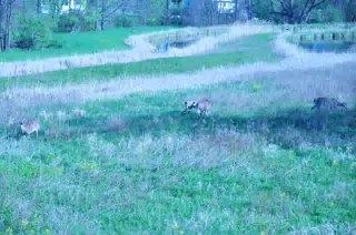 Whitetail Deer in Geneseo New York
