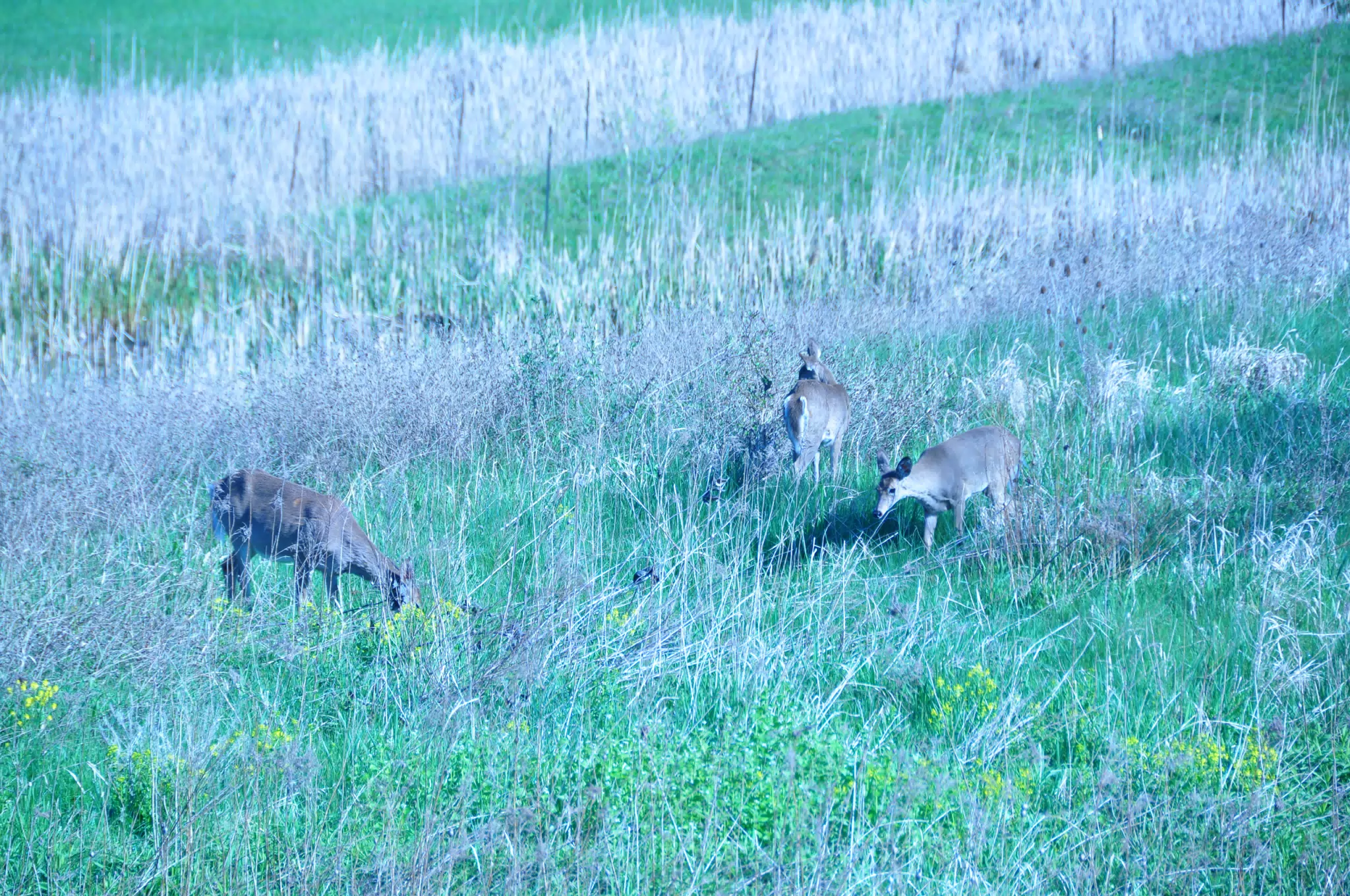 Whitetail Deer in Geneseo New York