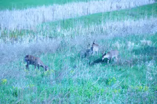 Whitetail Deer in Geneseo New York