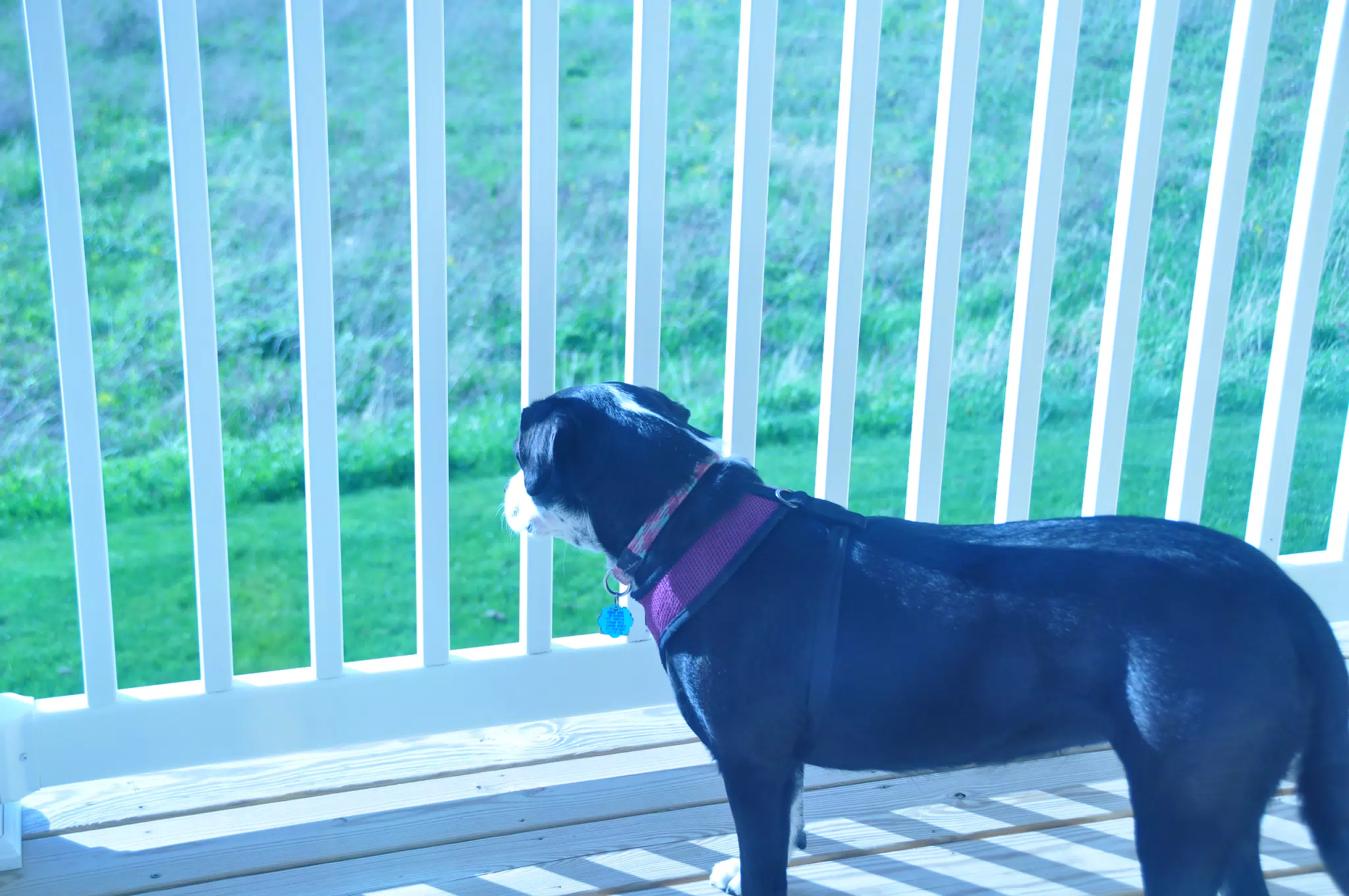 Dog Enjoying the Sun
