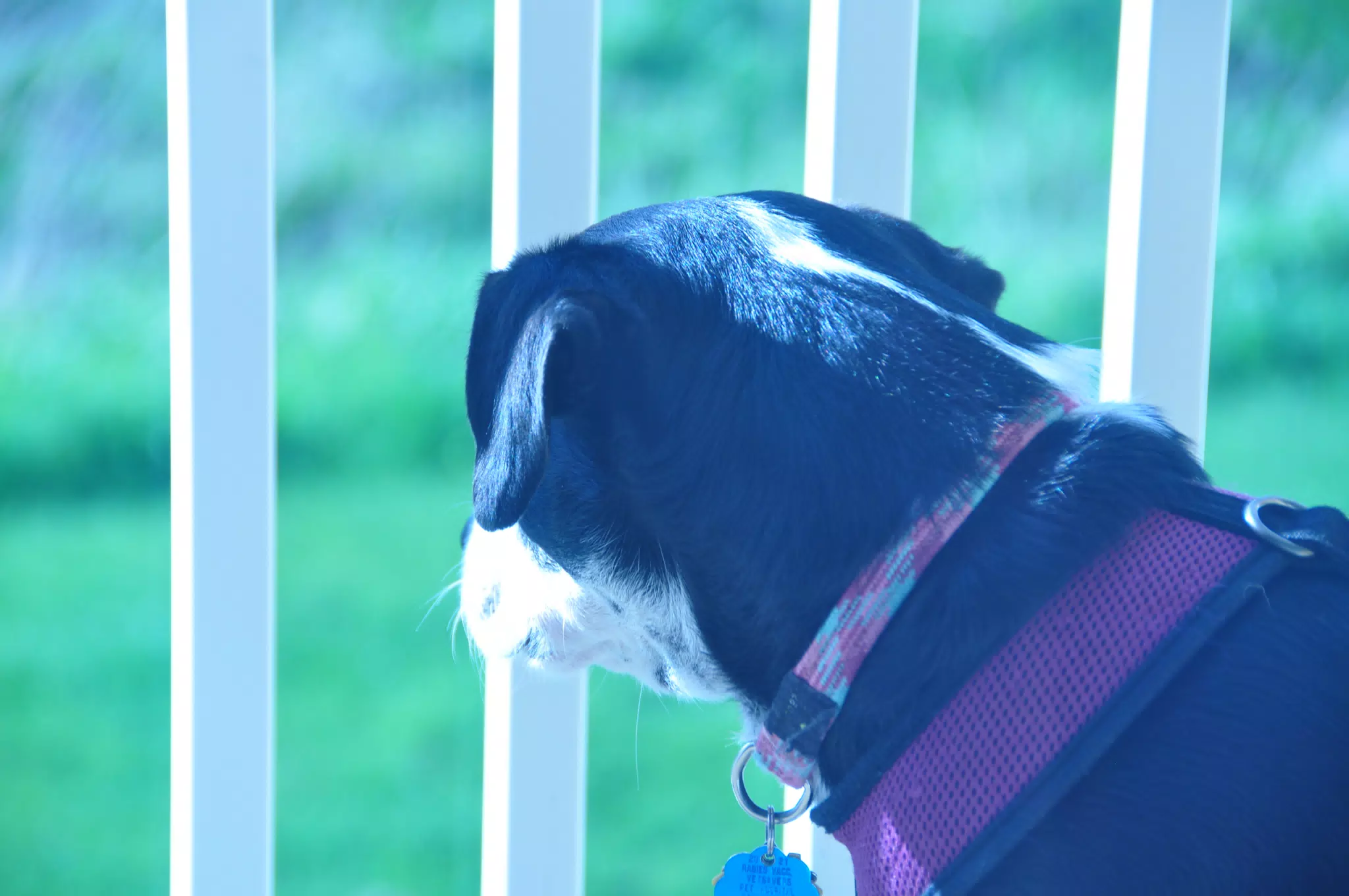 Dog Enjoying the Sun