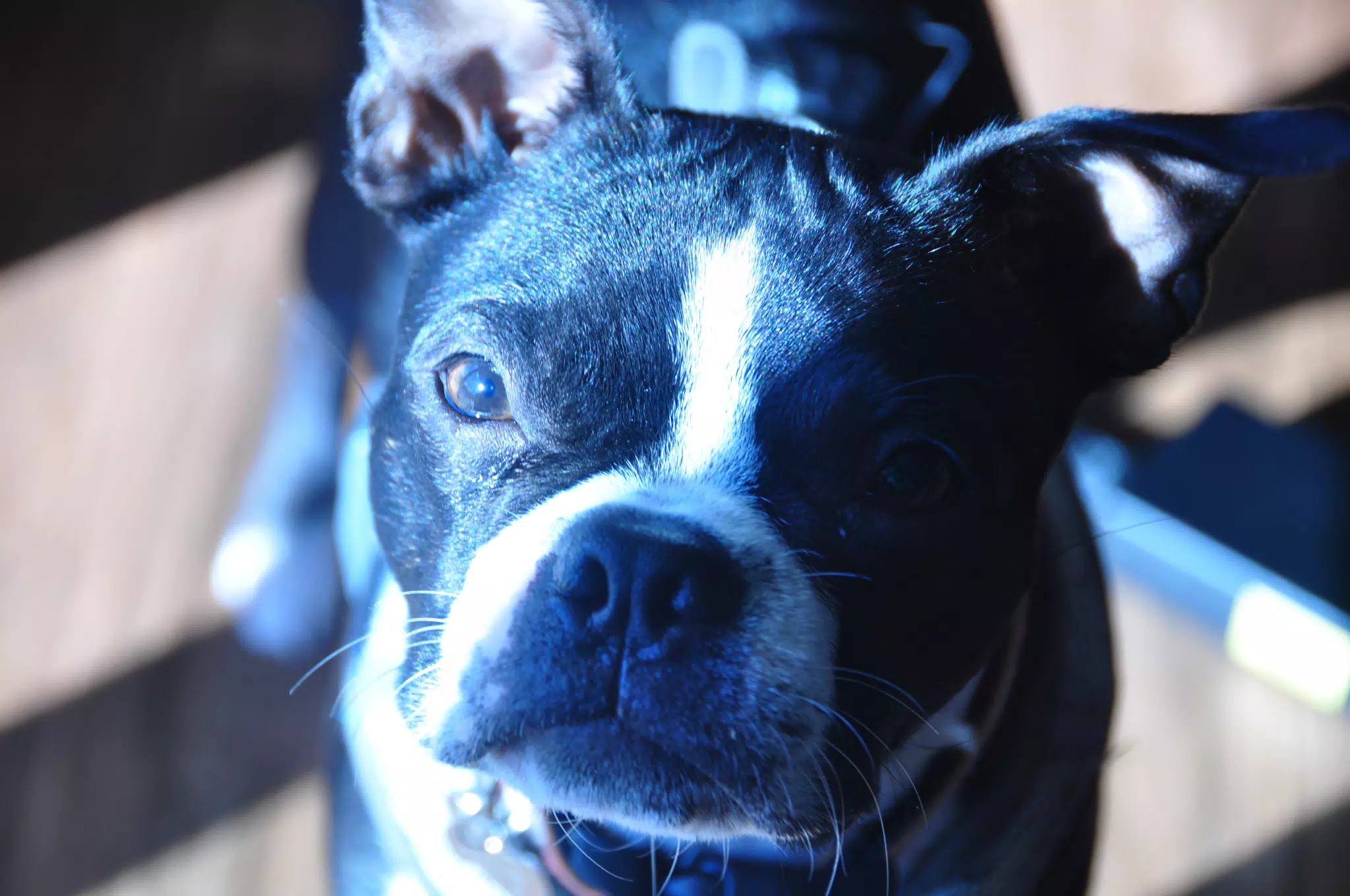 Dog Enjoying the Sun