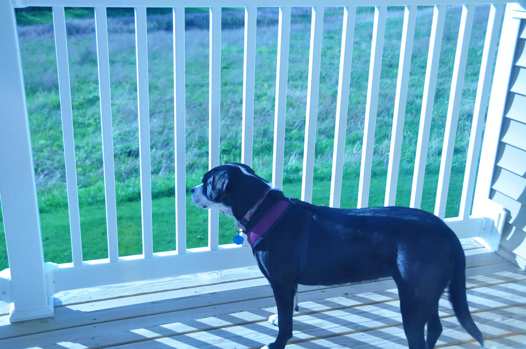 Dog Enjoying the Sun