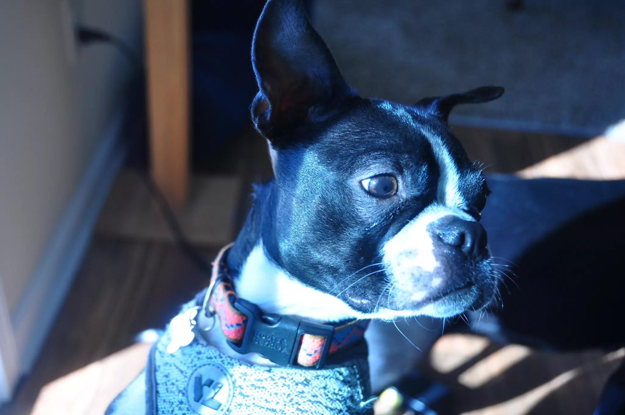 Dog Enjoying the Sun