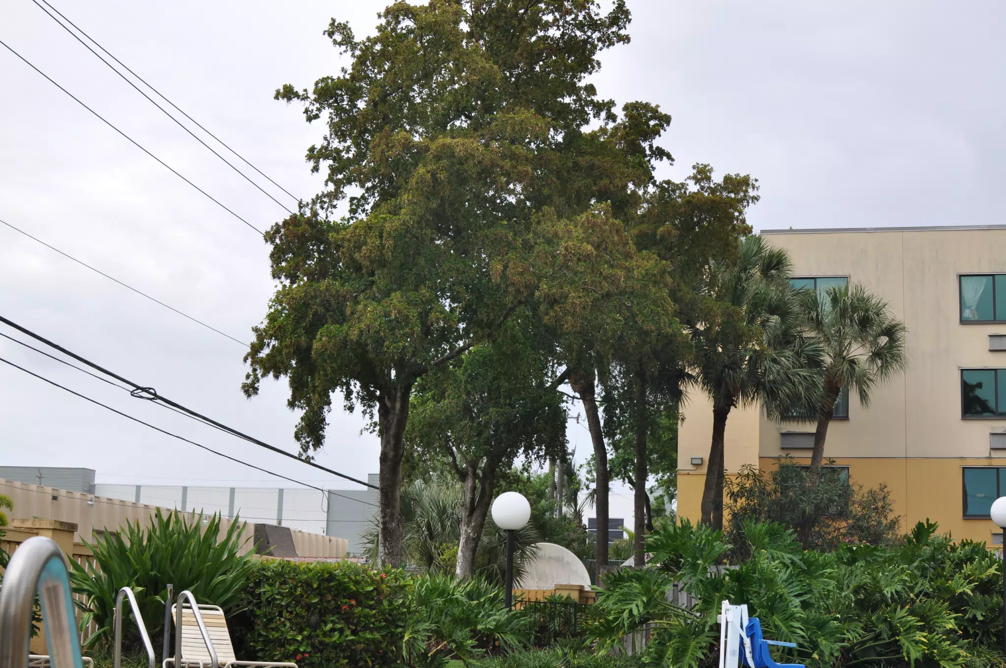 Trees