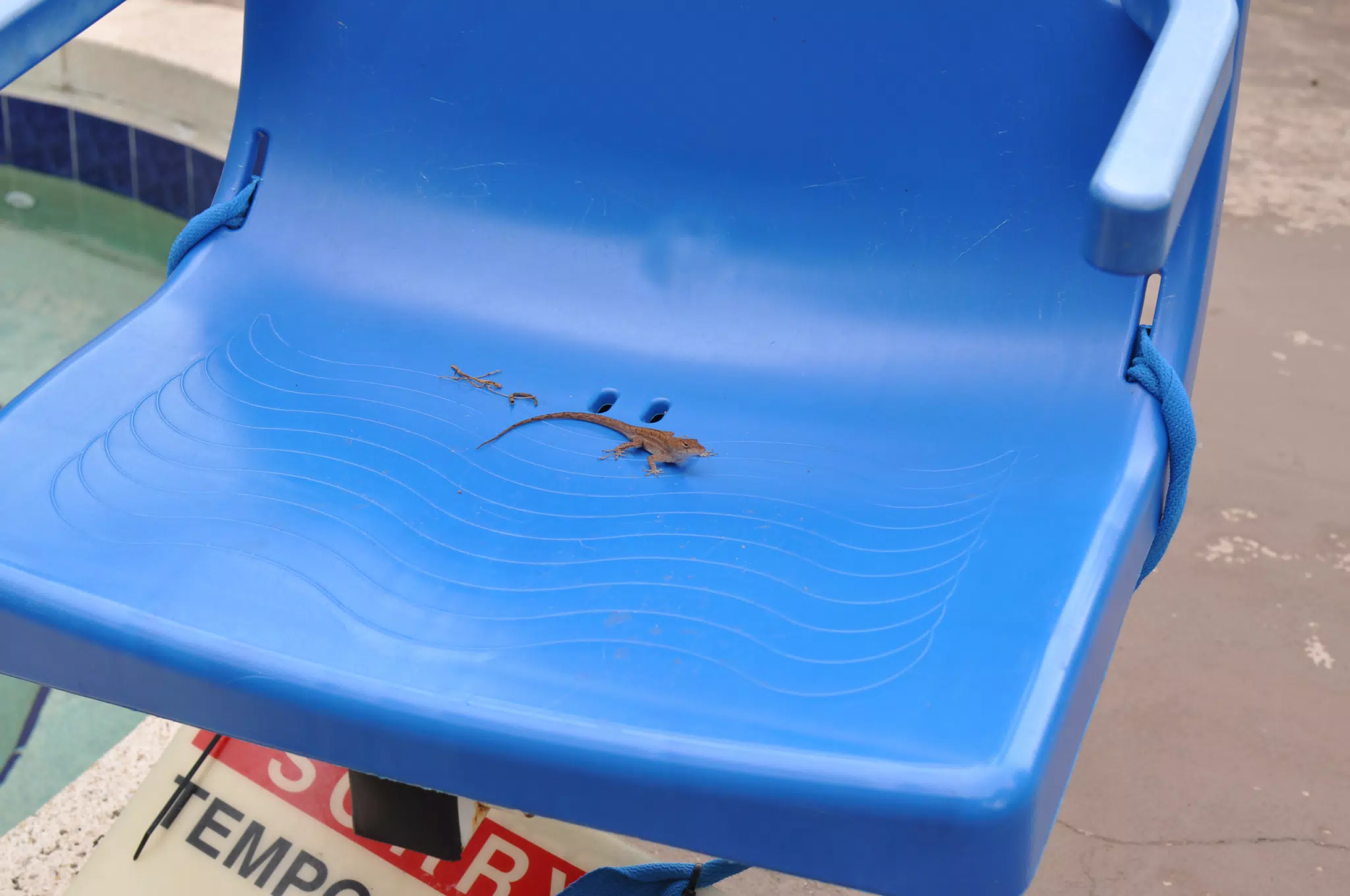 Lizard on Chair