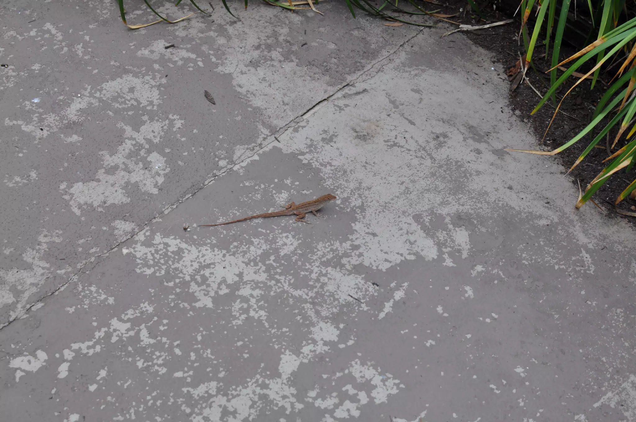 Lizard on Ground