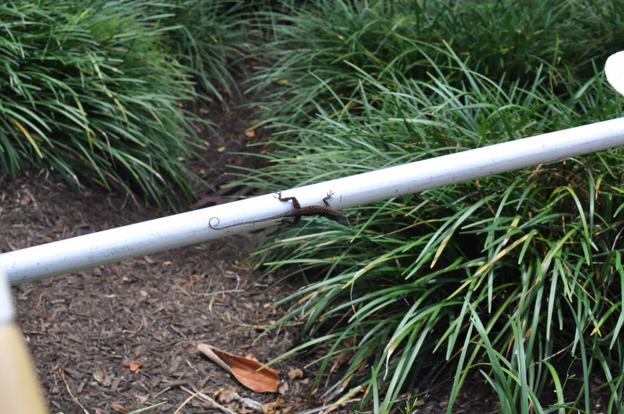 Brown Anole