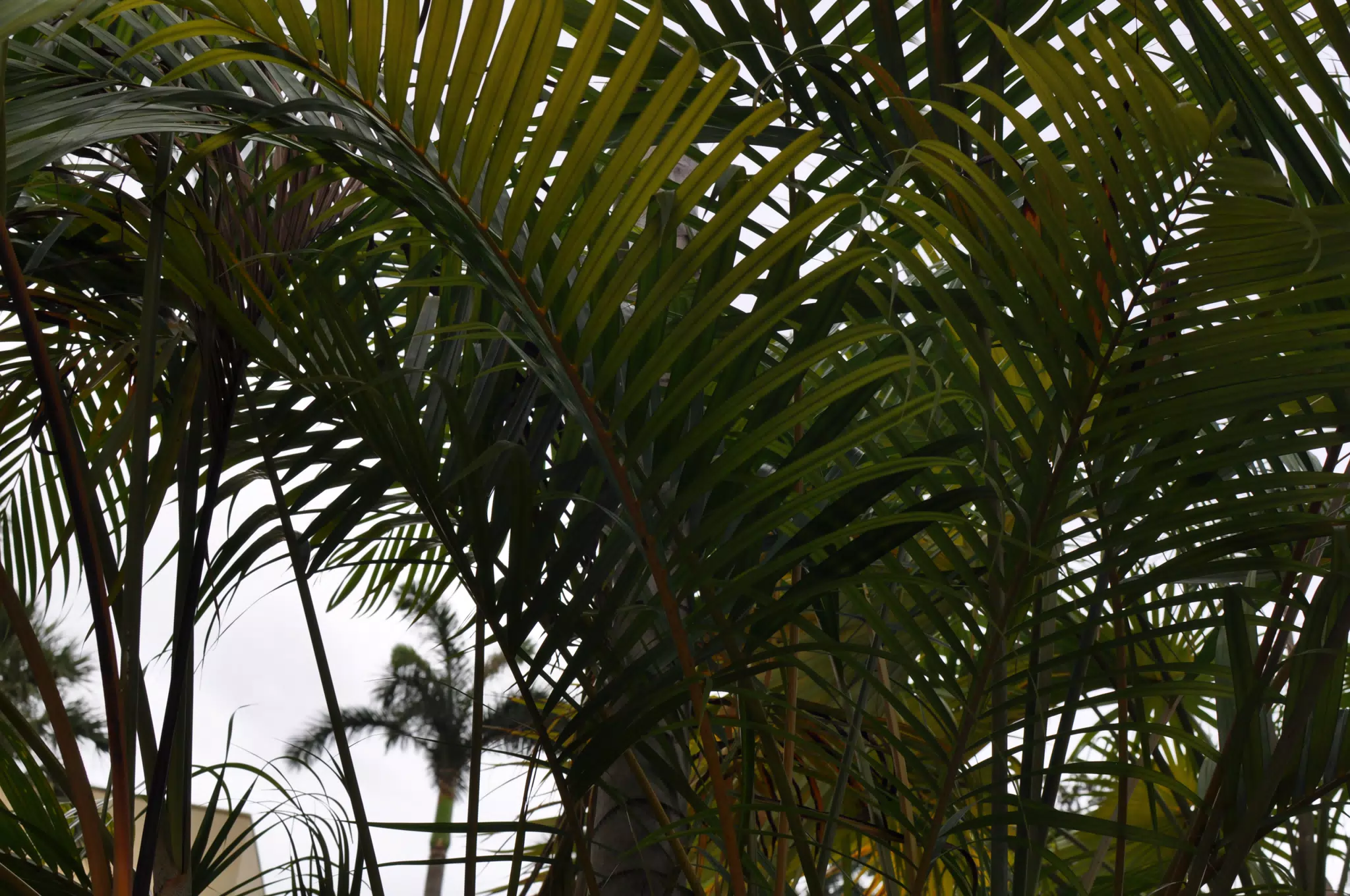 Palms Near and Far