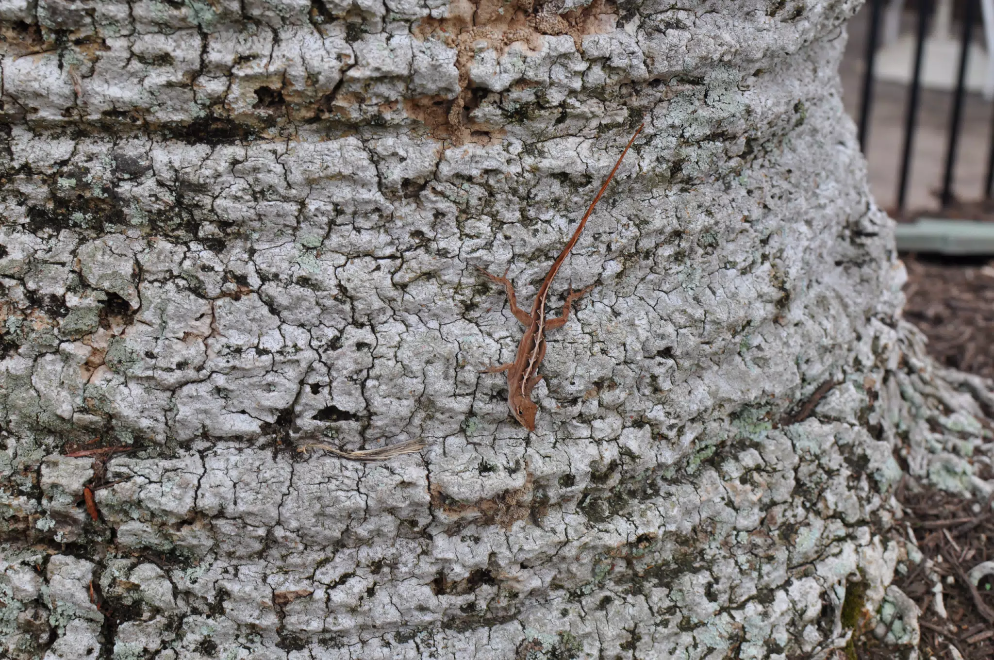 Lizard on Tree