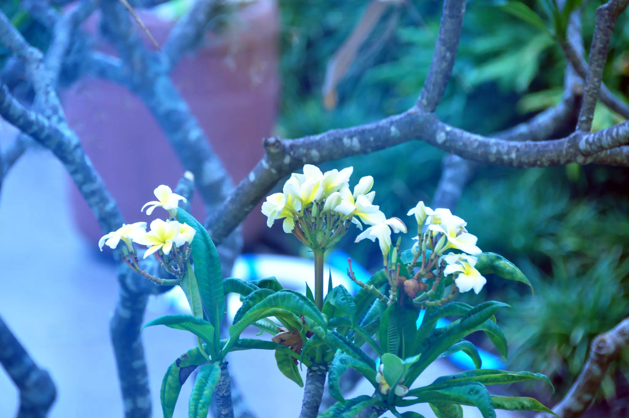 Flowers by the Pool