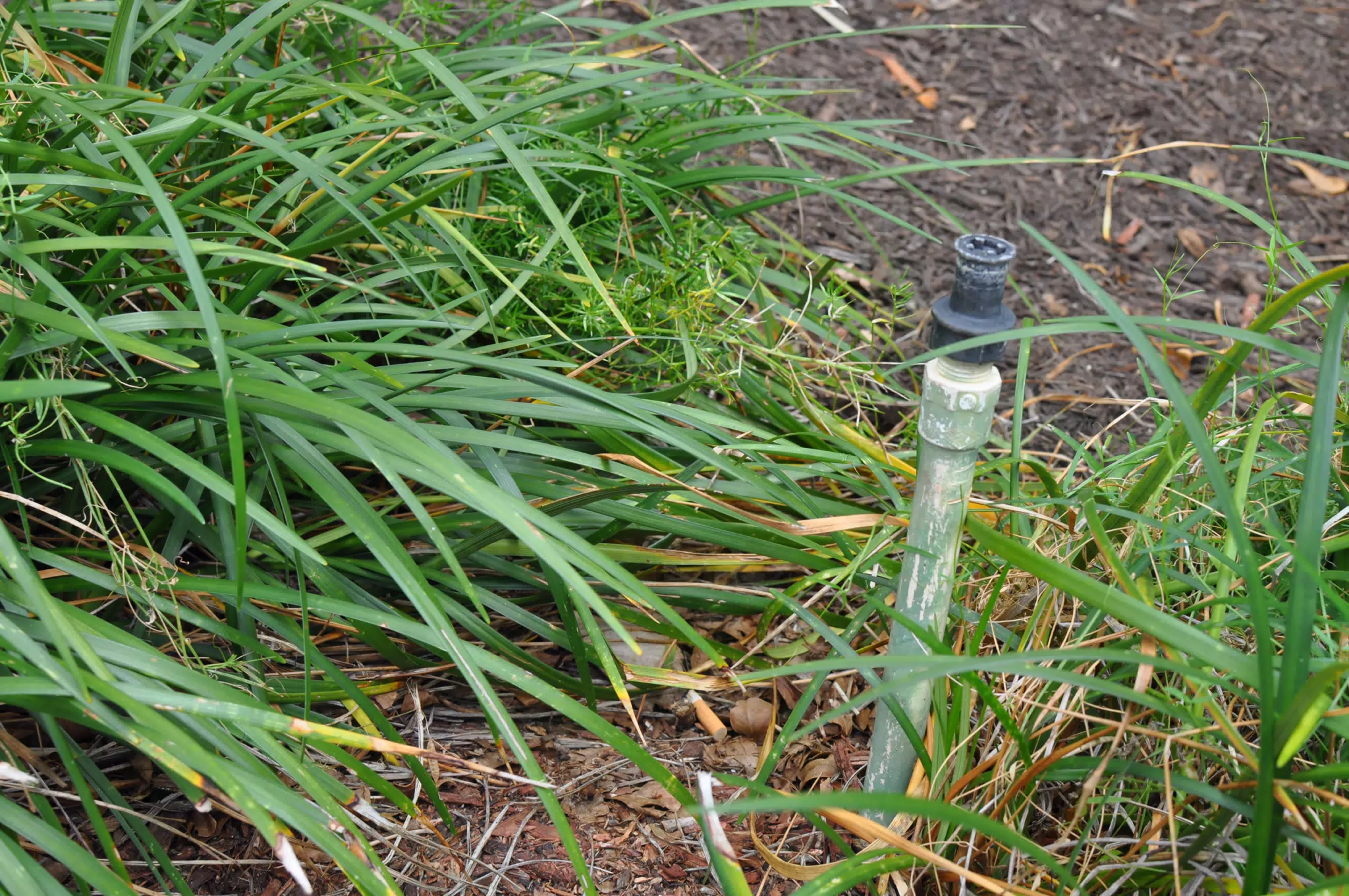 Grass