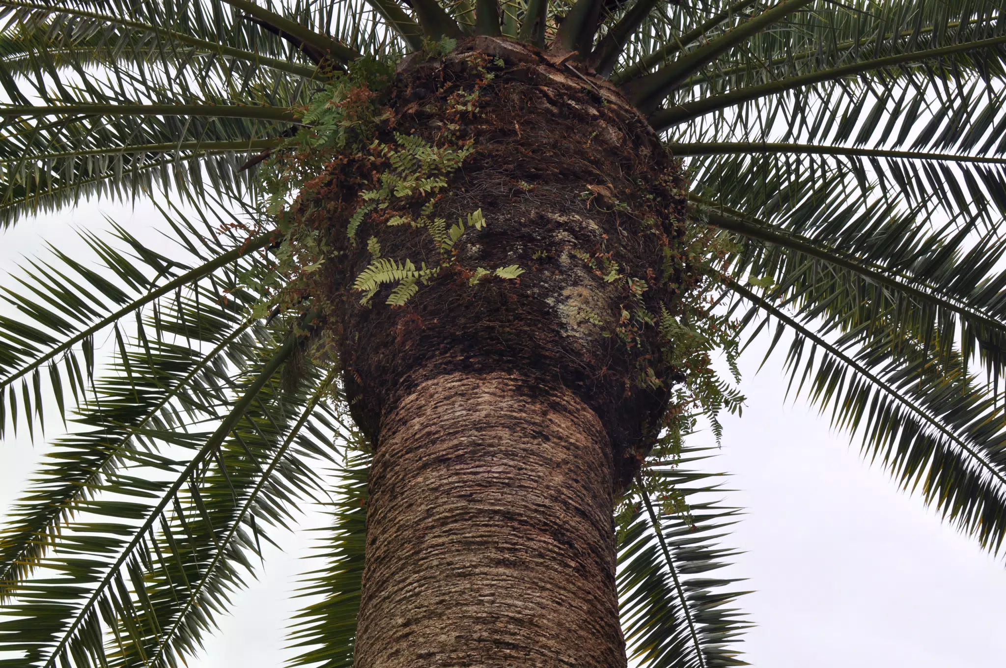 Up Close Palm