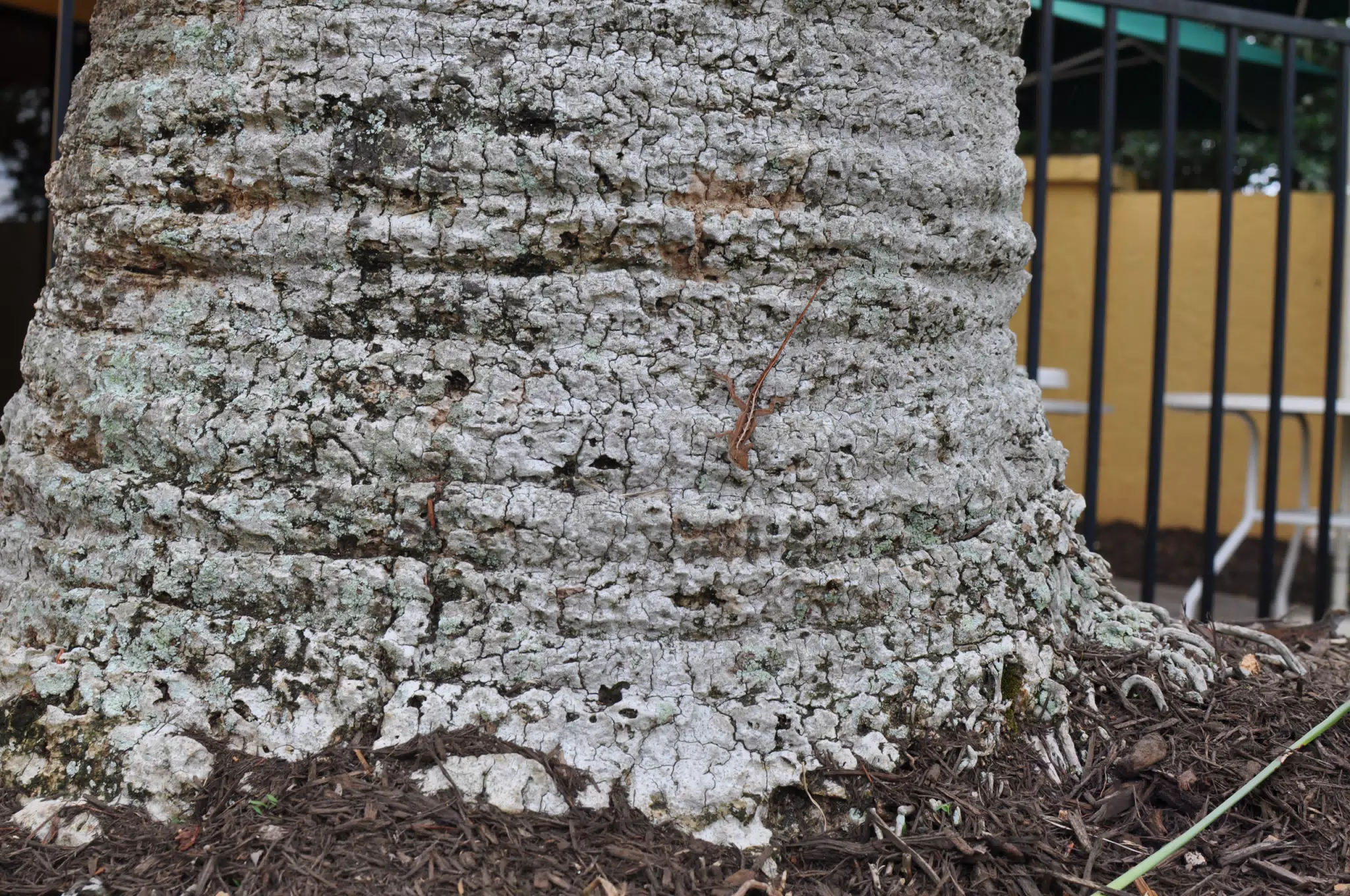 Lizard on Tree