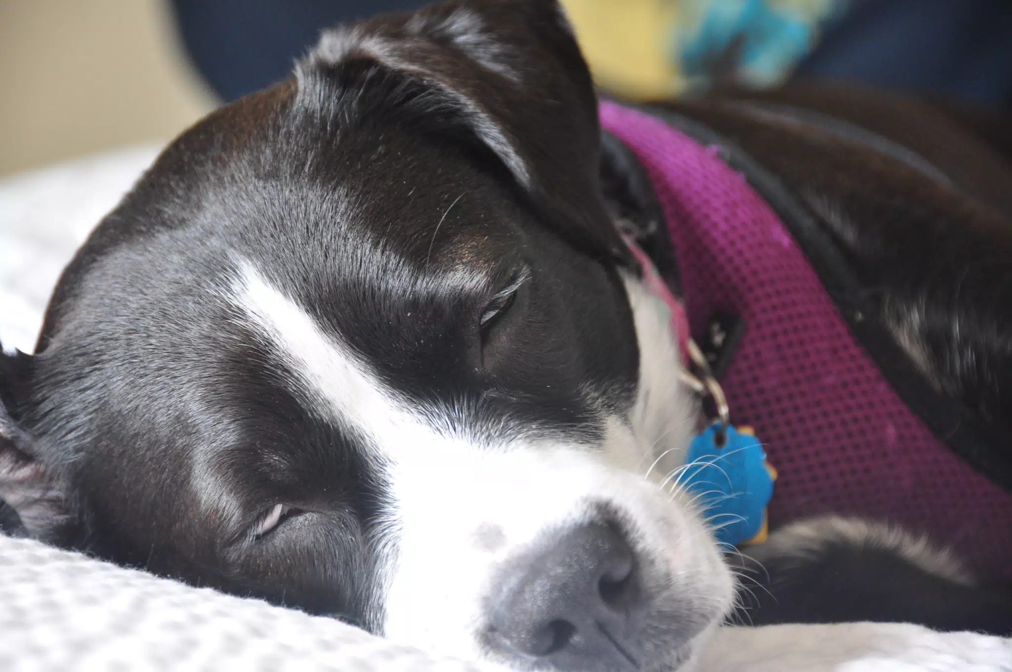 Mia Sleeping in the Hotel