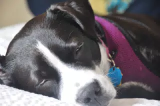Mia Sleeping in the Hotel