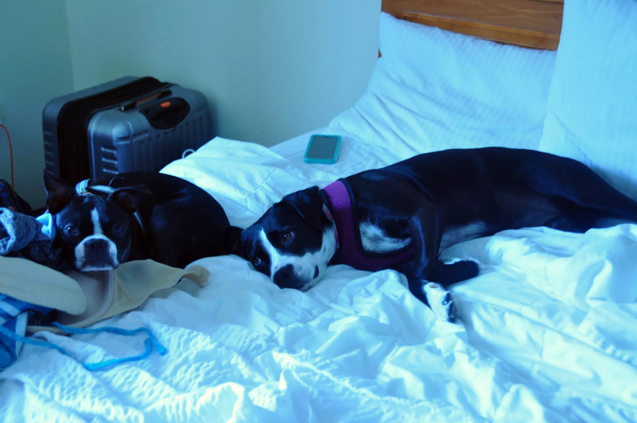 Lazy Afternoon Dogs