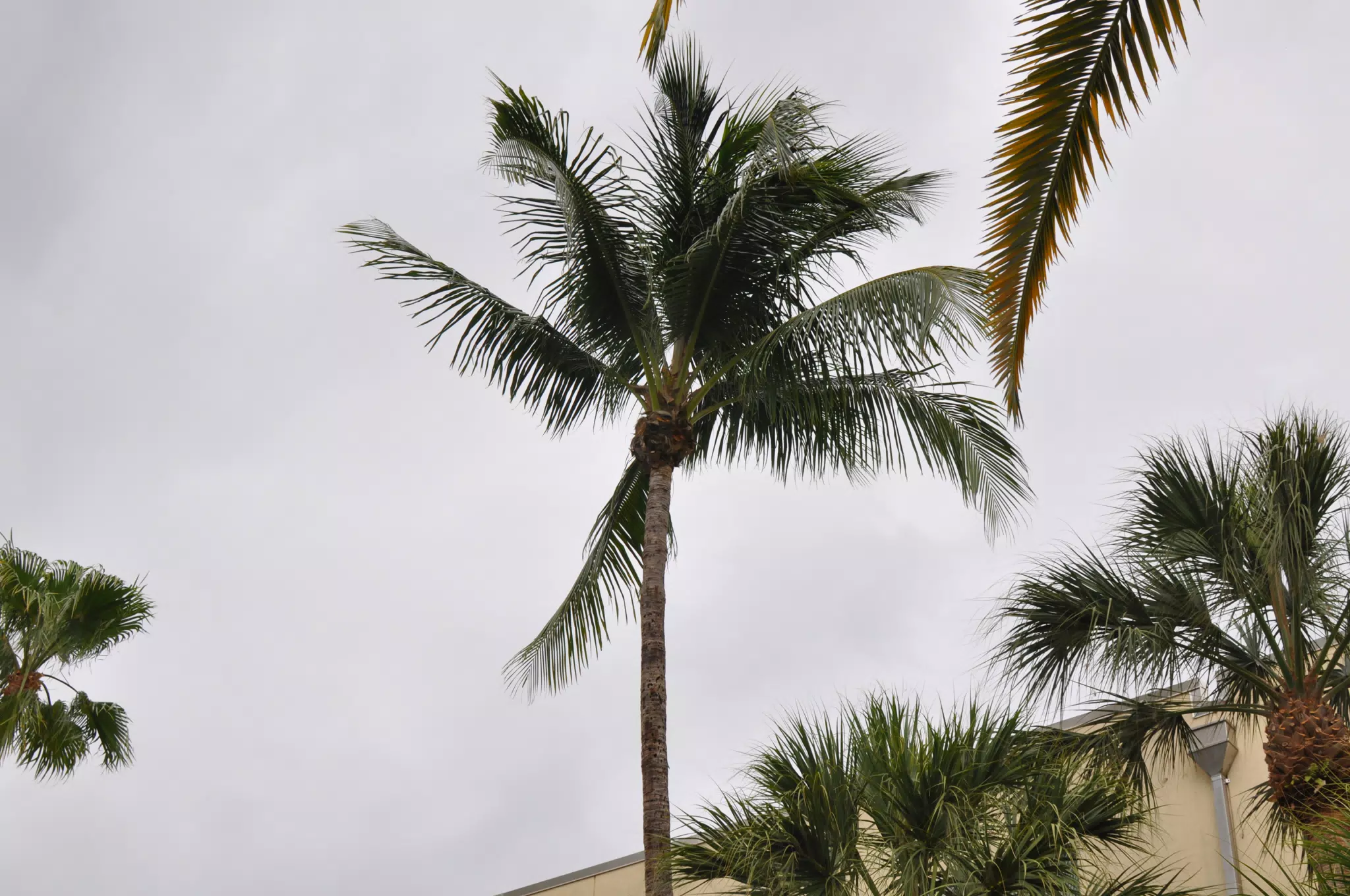 Lone Palm
