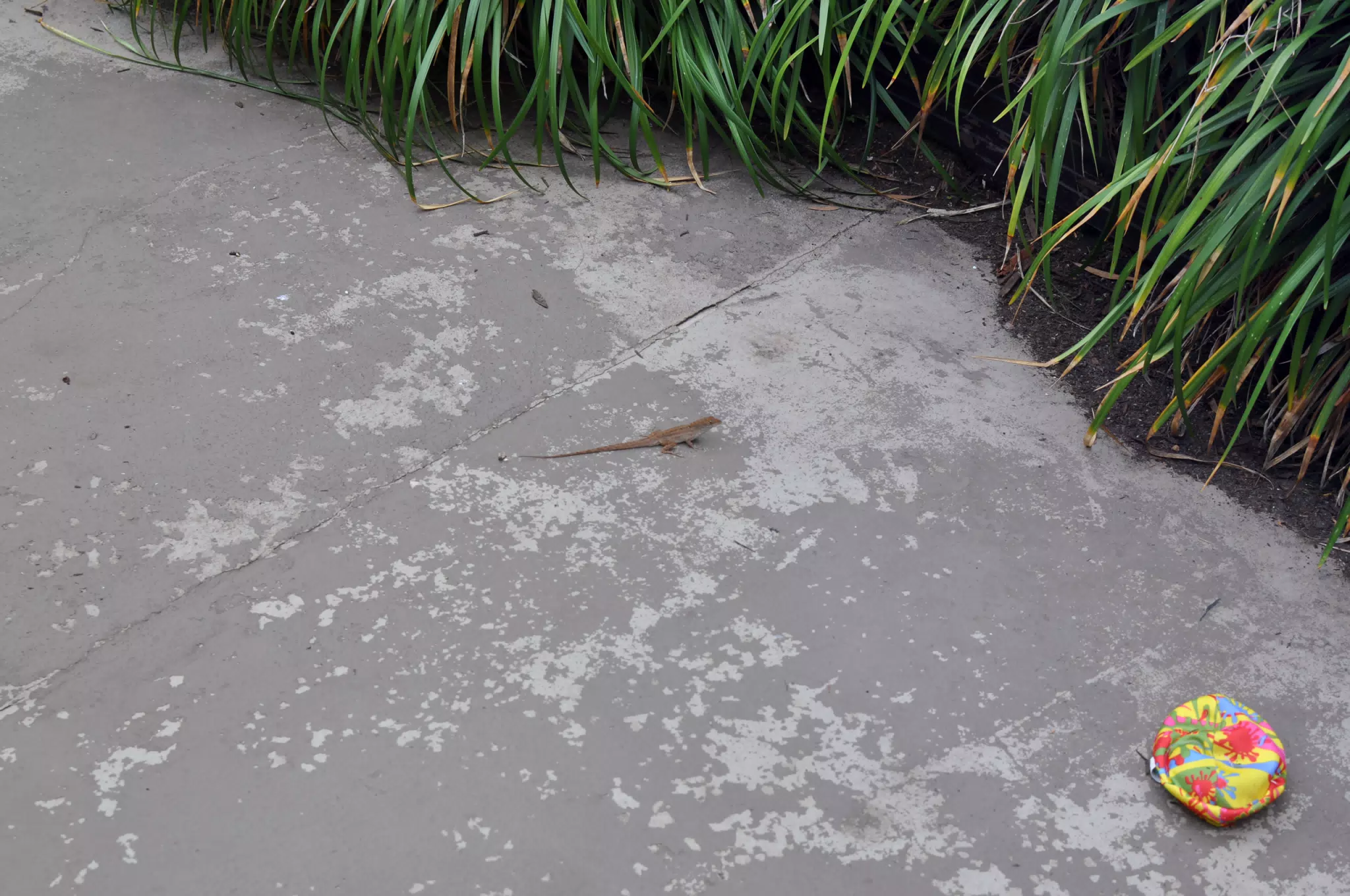 Lizard on Ground