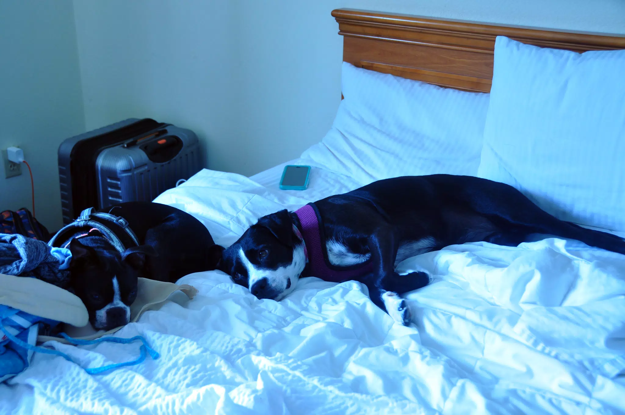 Lazy Hotel Dogs