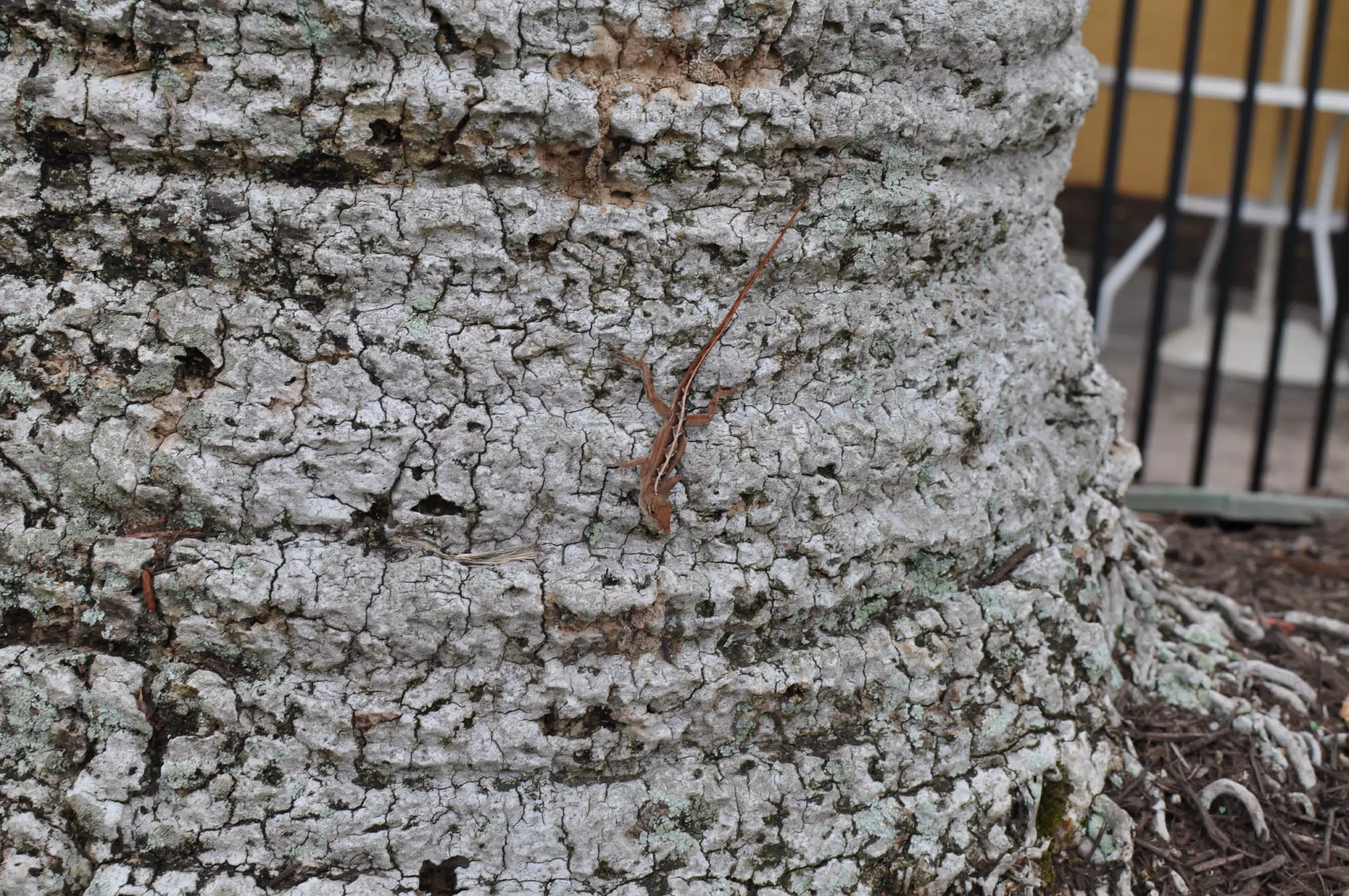 Lizard on Tree