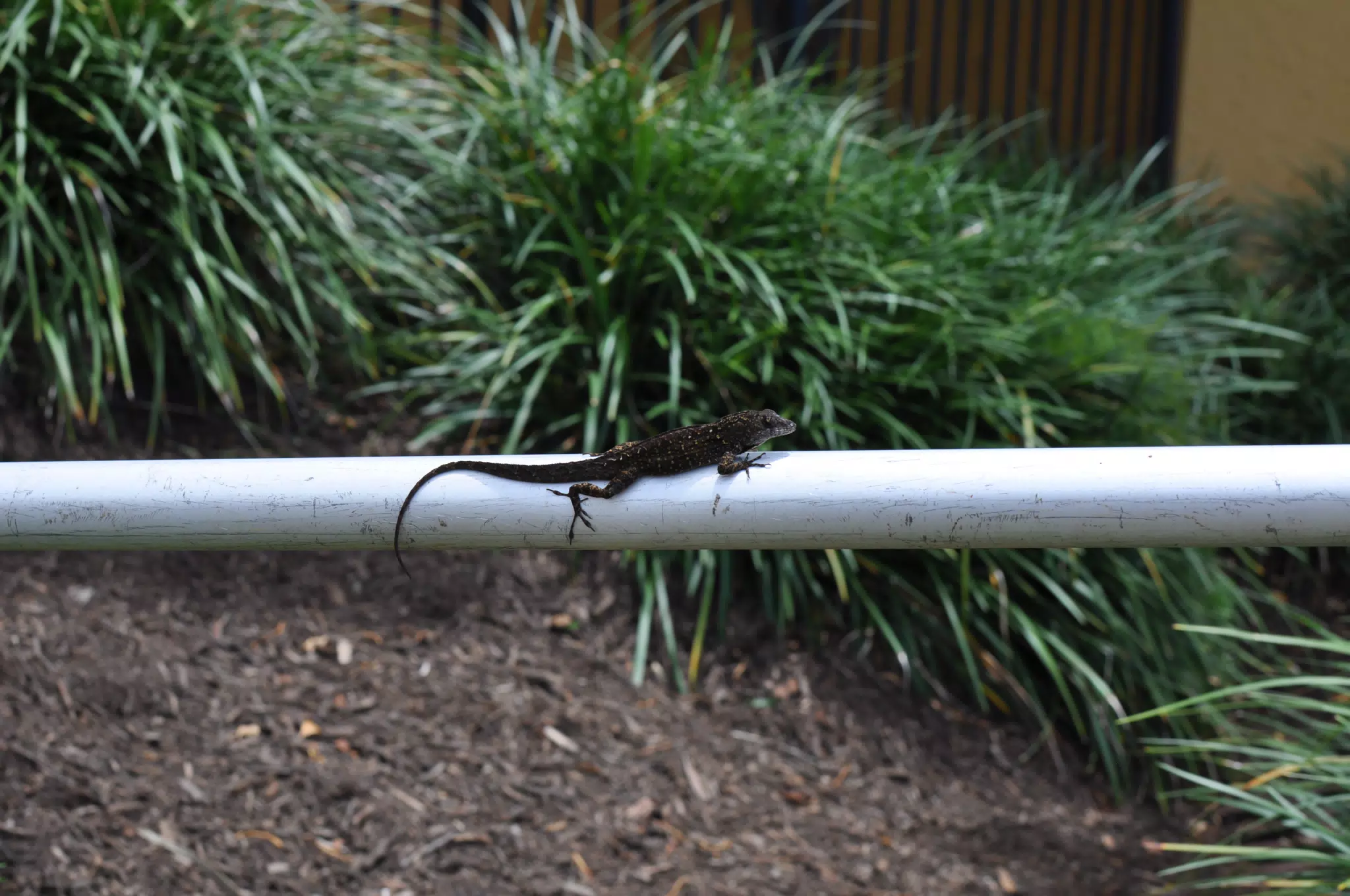 Brown Anole