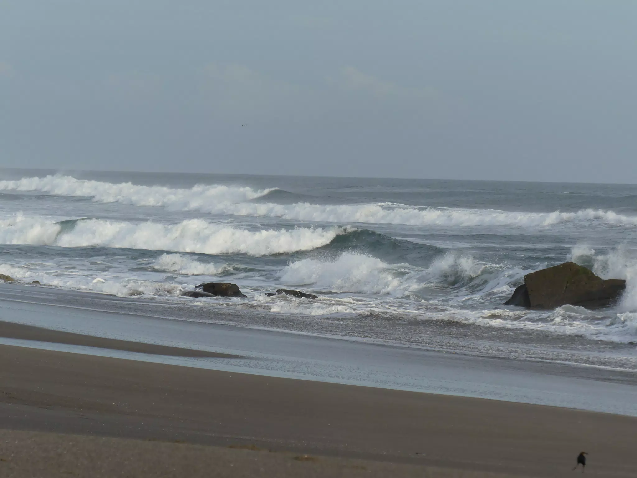 Life Near the Rocks Around Sunset, Las Penitas Beach