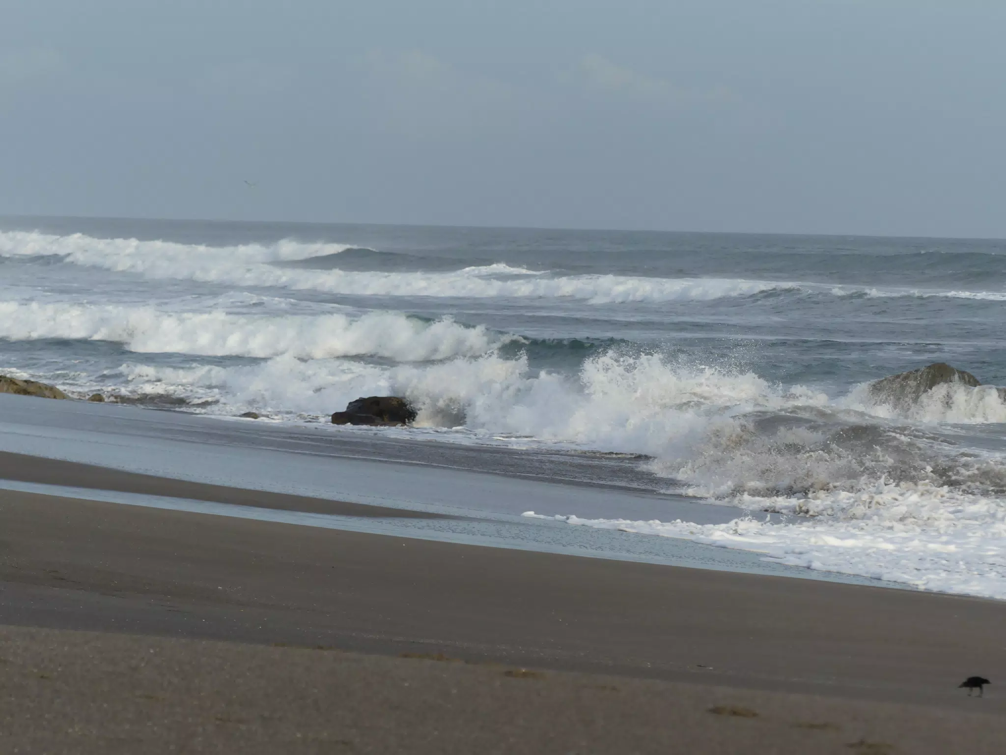 Life Near the Rocks Around Sunset, Las Penitas Beach