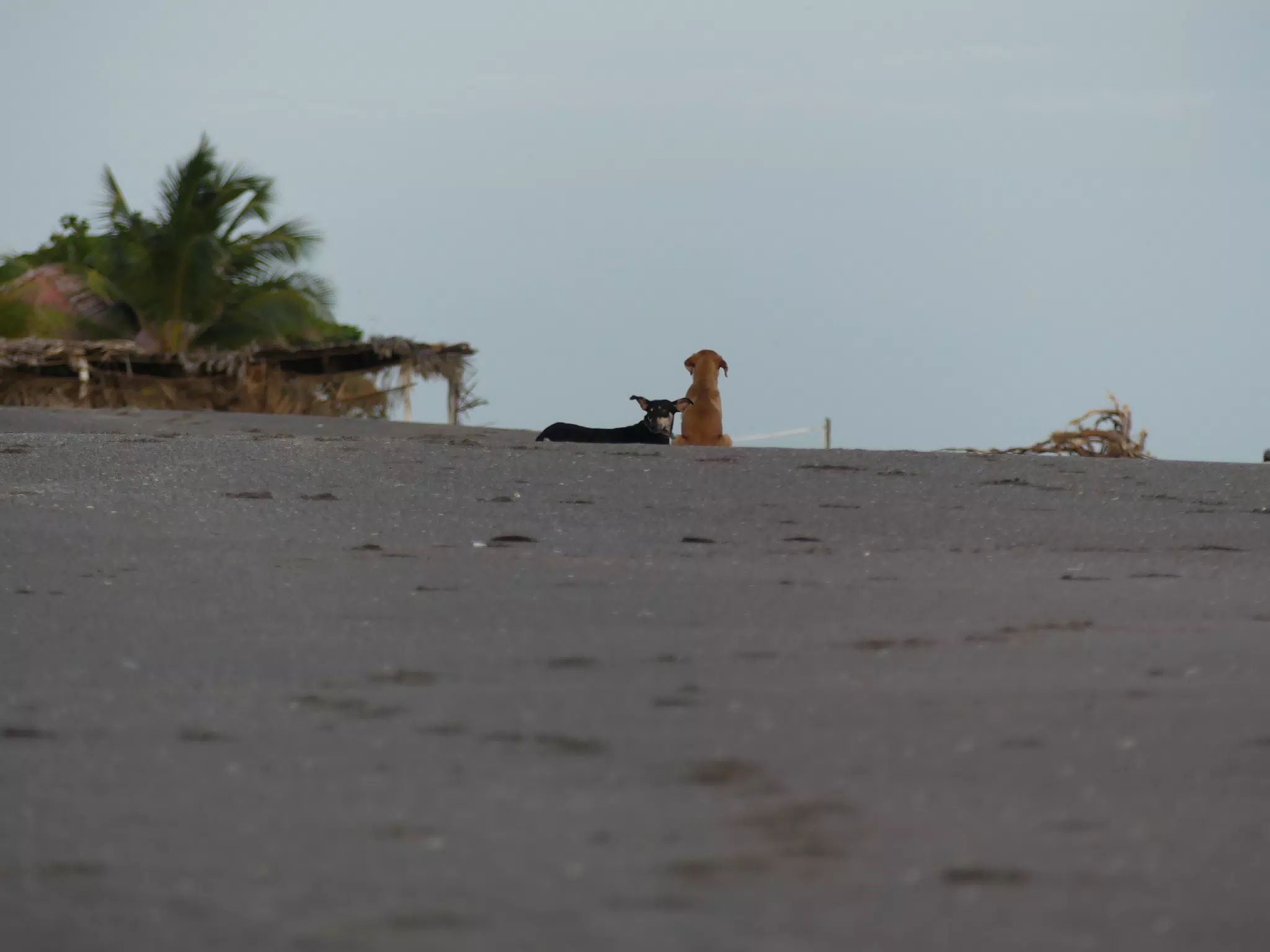 Life Near the Rocks Around Sunset, Las Penitas Beach