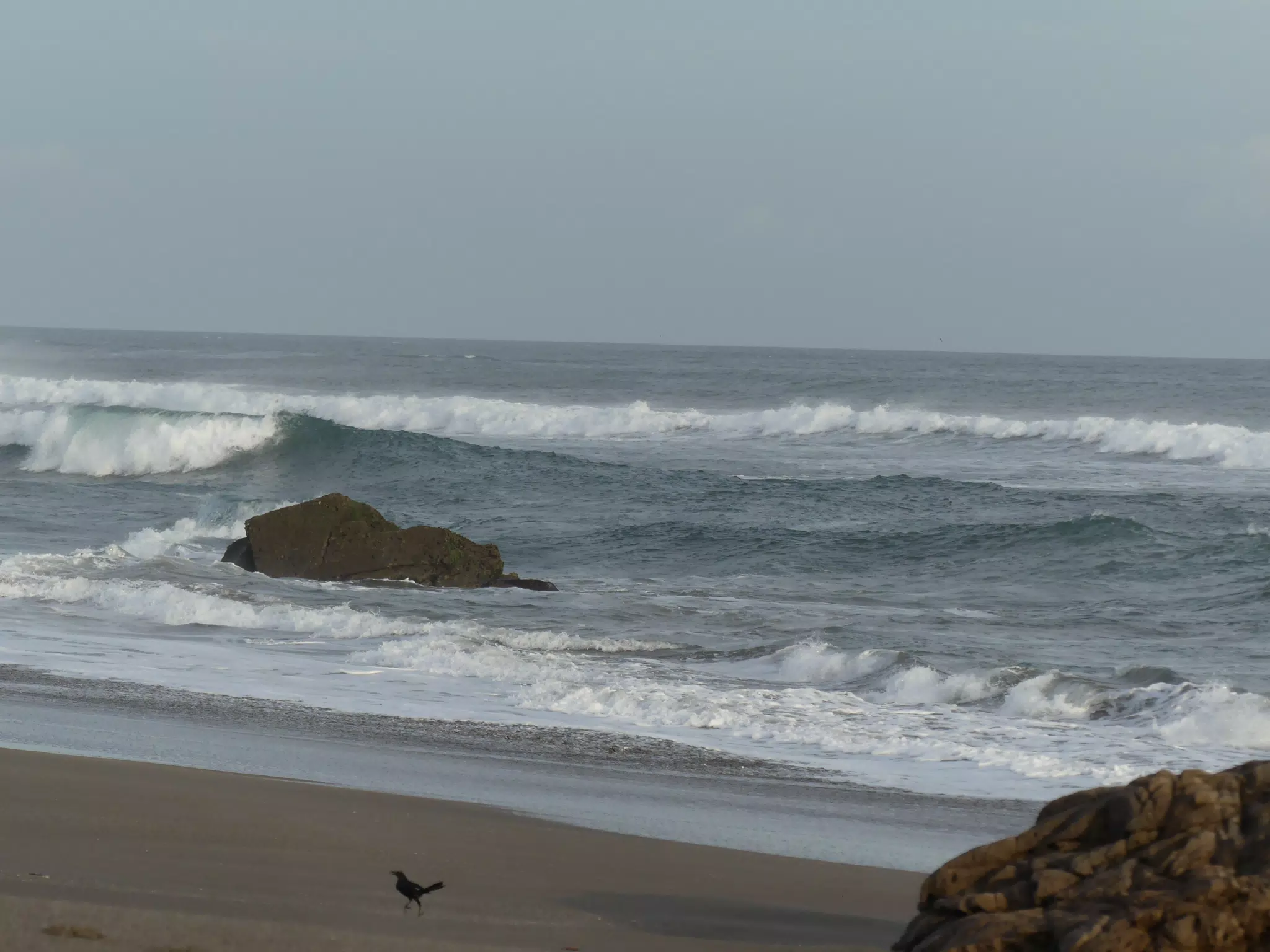 Life Near the Rocks Around Sunset, Las Penitas Beach