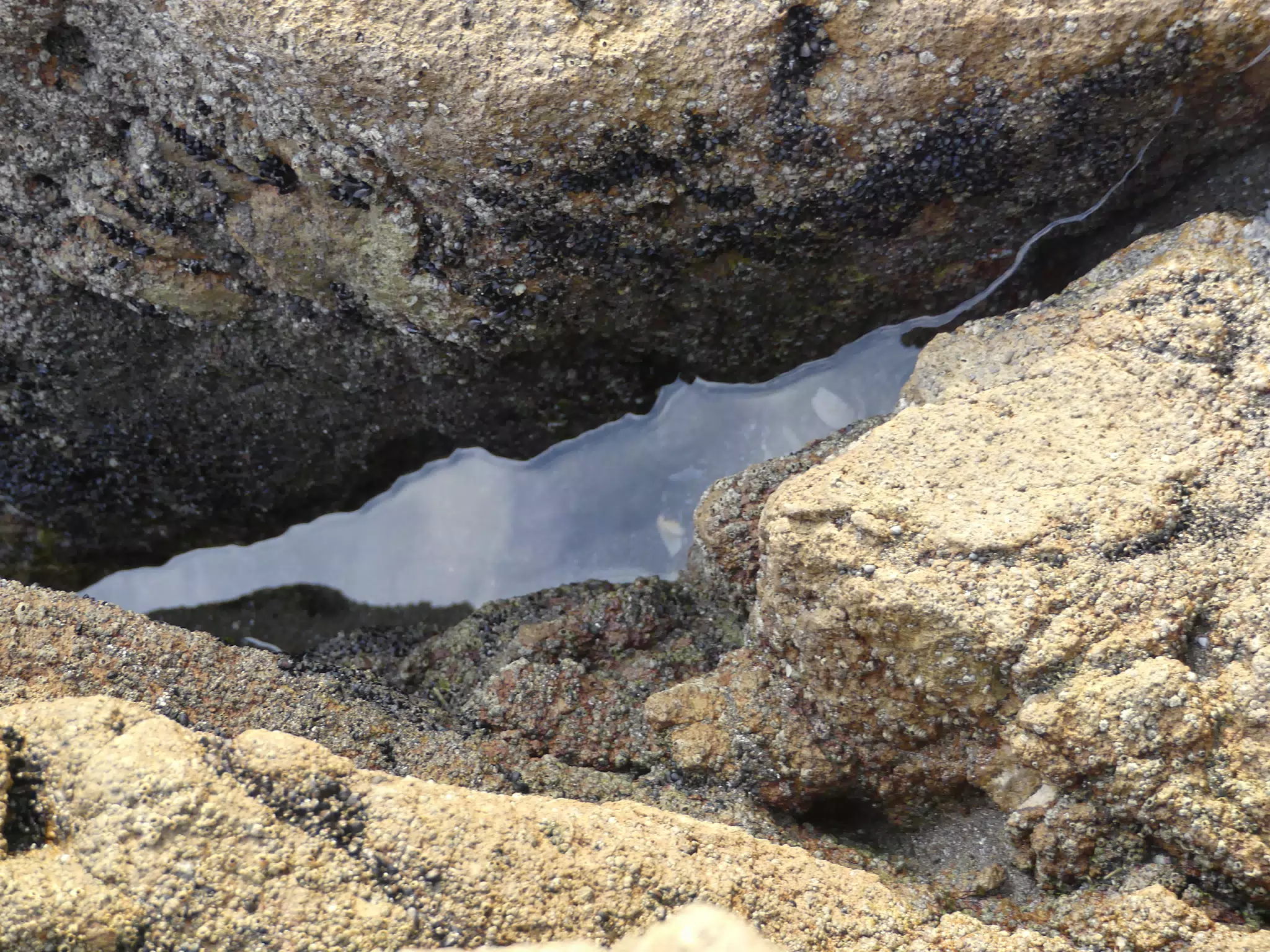 Life Near the Rocks Around Sunset, Las Penitas Beach