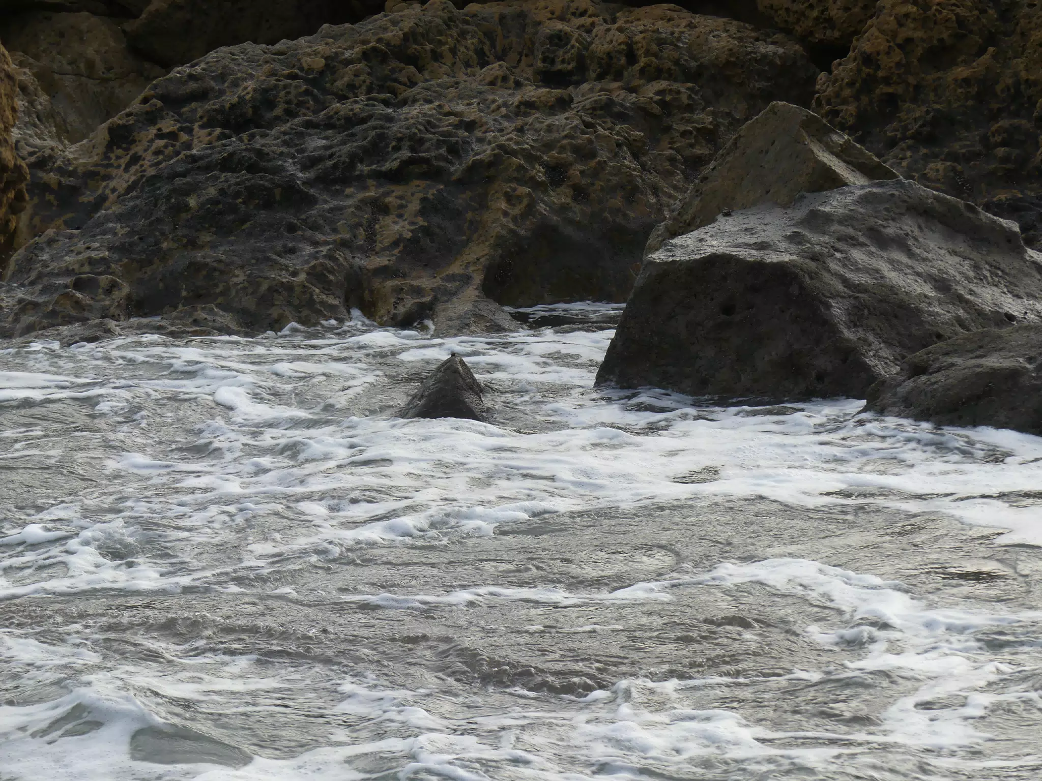 Life Near the Rocks Around Sunset, Las Penitas Beach