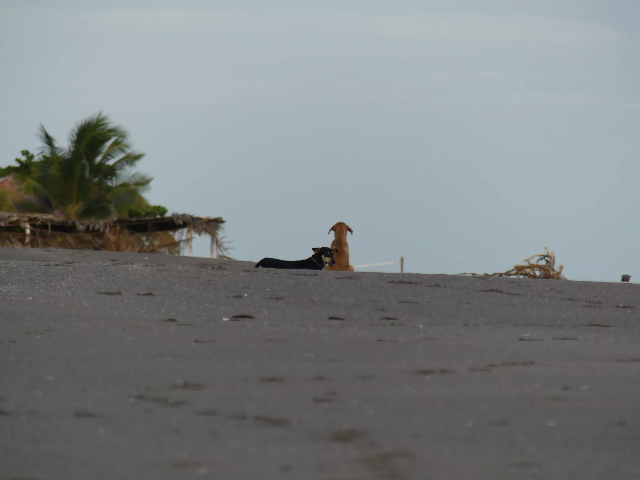 Life Near the Rocks Around Sunset, Las Penitas Beach