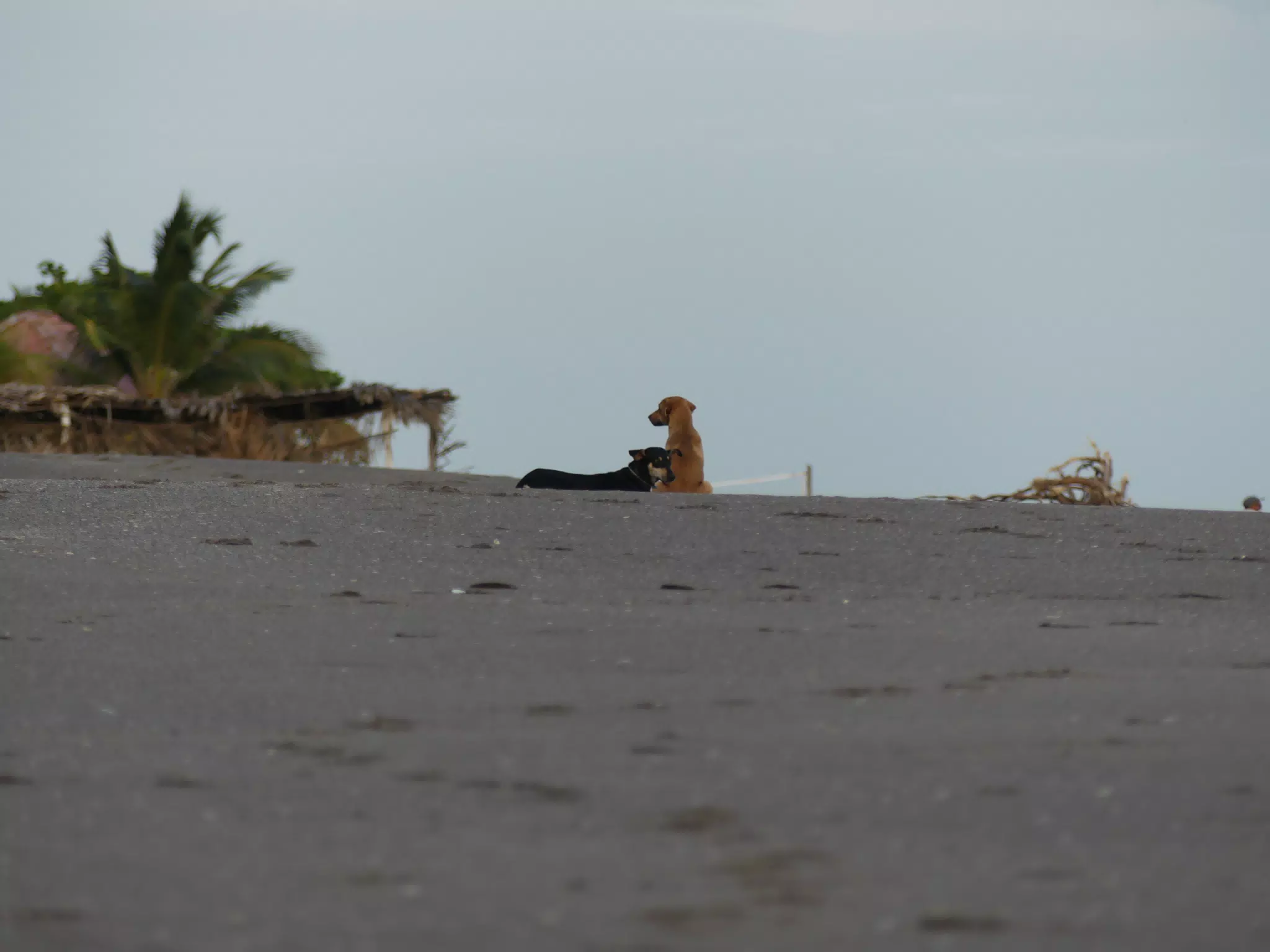Life Near the Rocks Around Sunset, Las Penitas Beach
