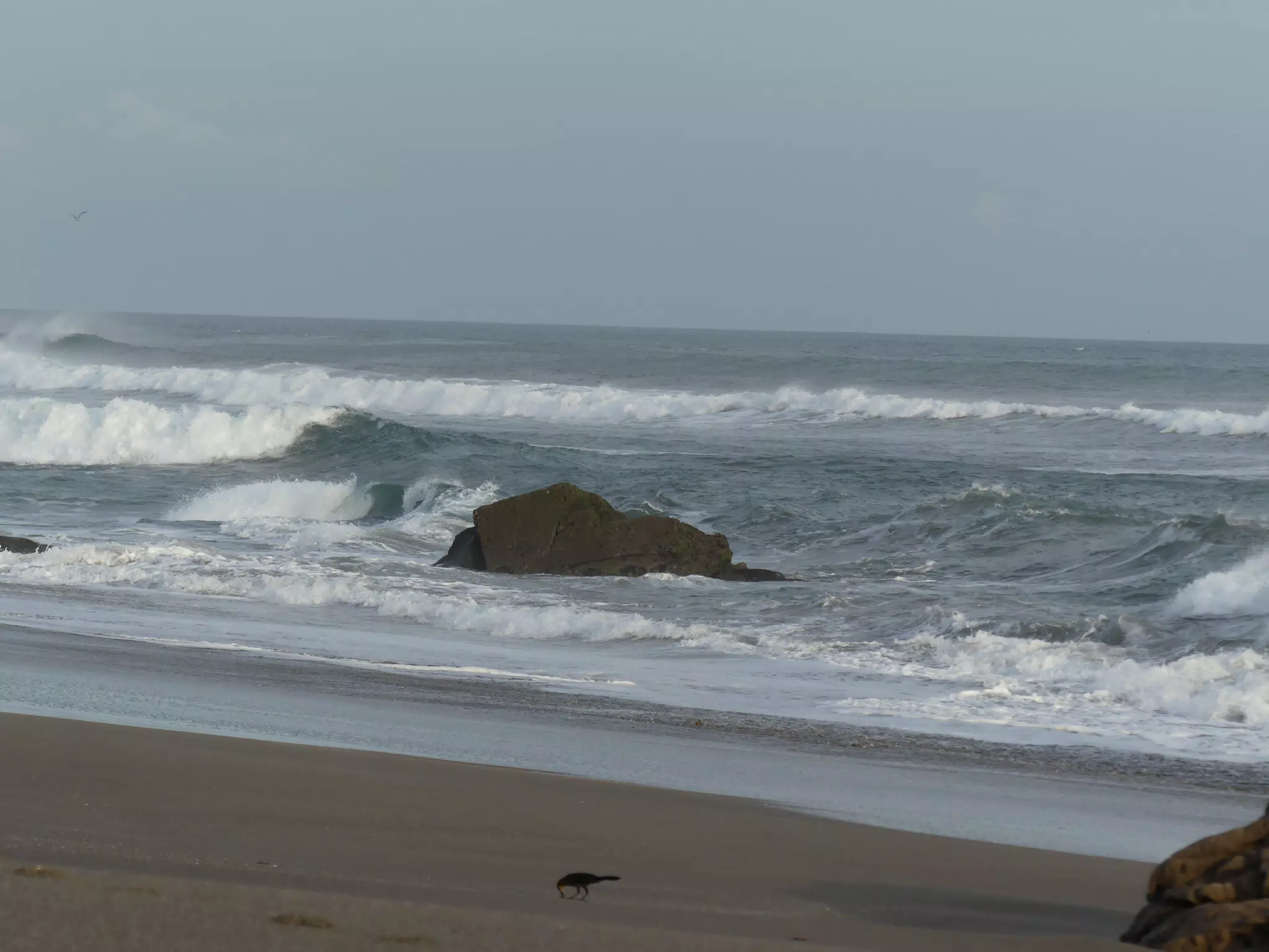Life Near the Rocks Around Sunset, Las Penitas Beach
