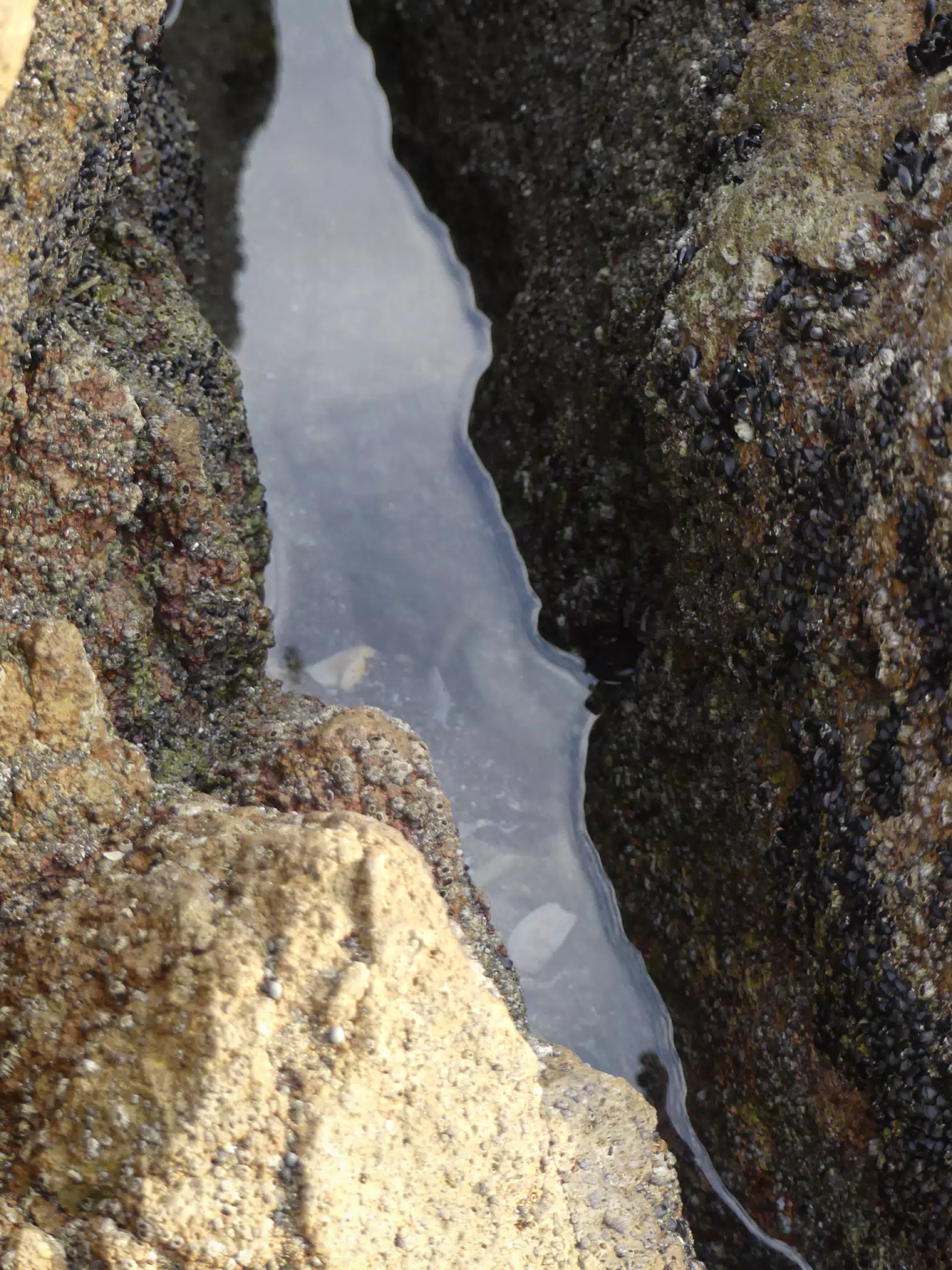Life Near the Rocks Around Sunset, Las Penitas Beach