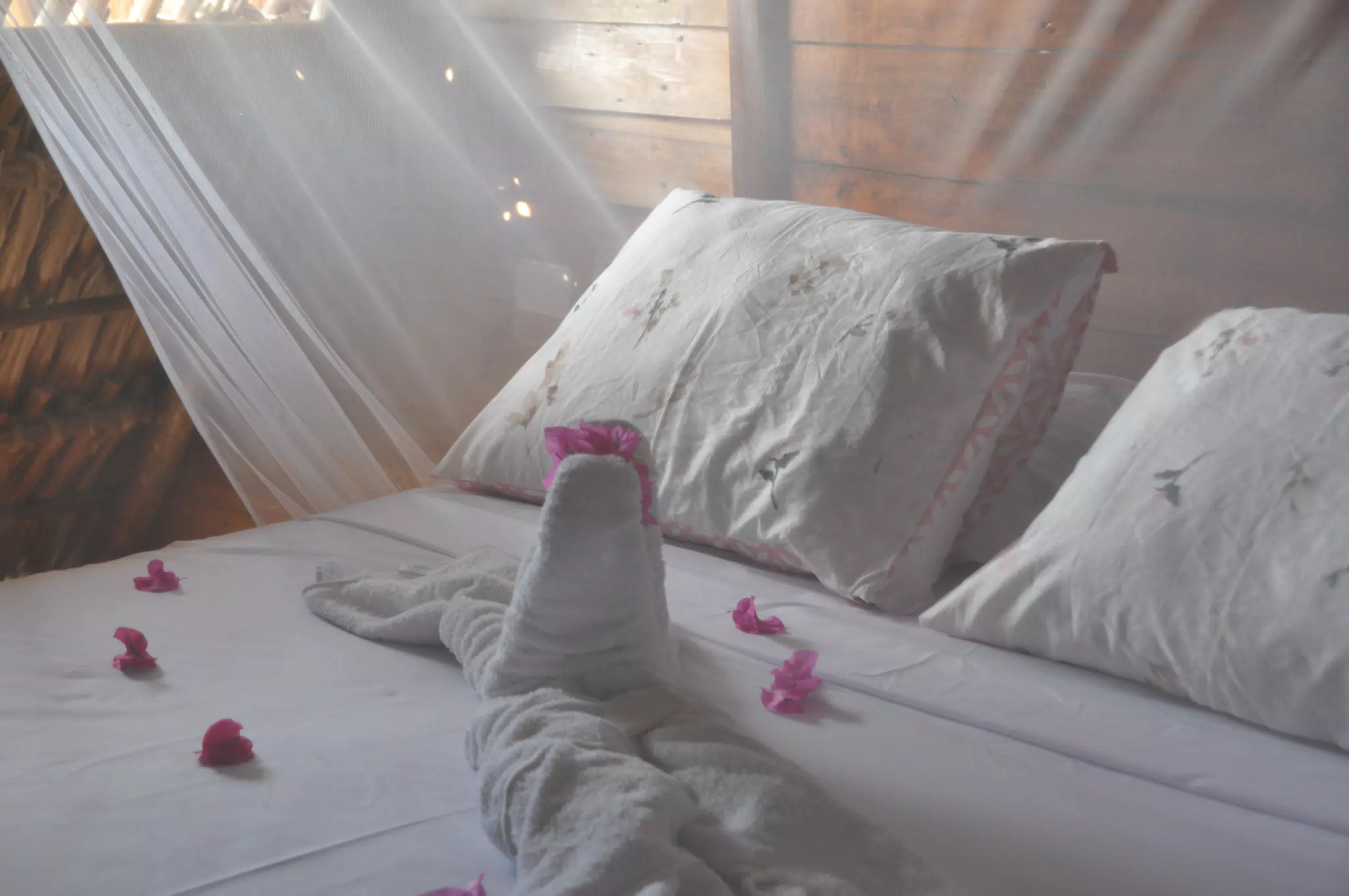 From the Simple Beach Lodge, Pas Penitas