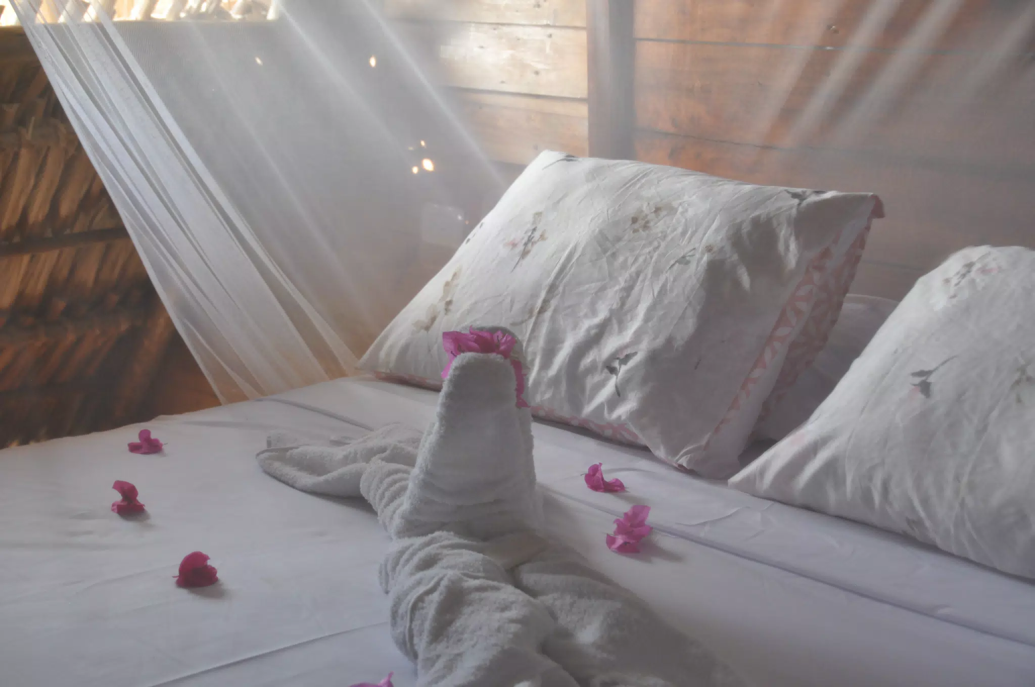 From the Simple Beach Lodge, Pas Penitas