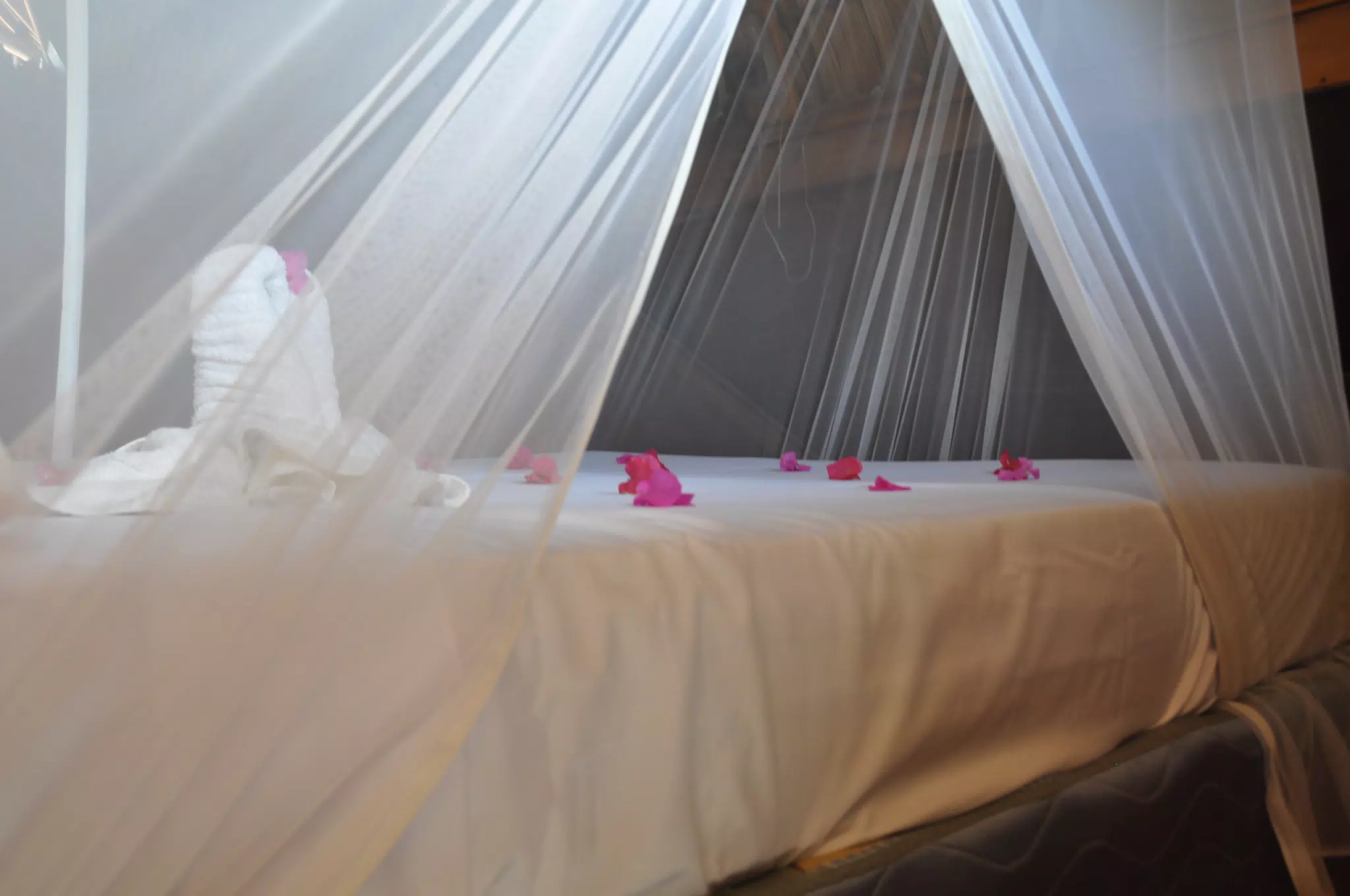 From the Simple Beach Lodge, Pas Penitas